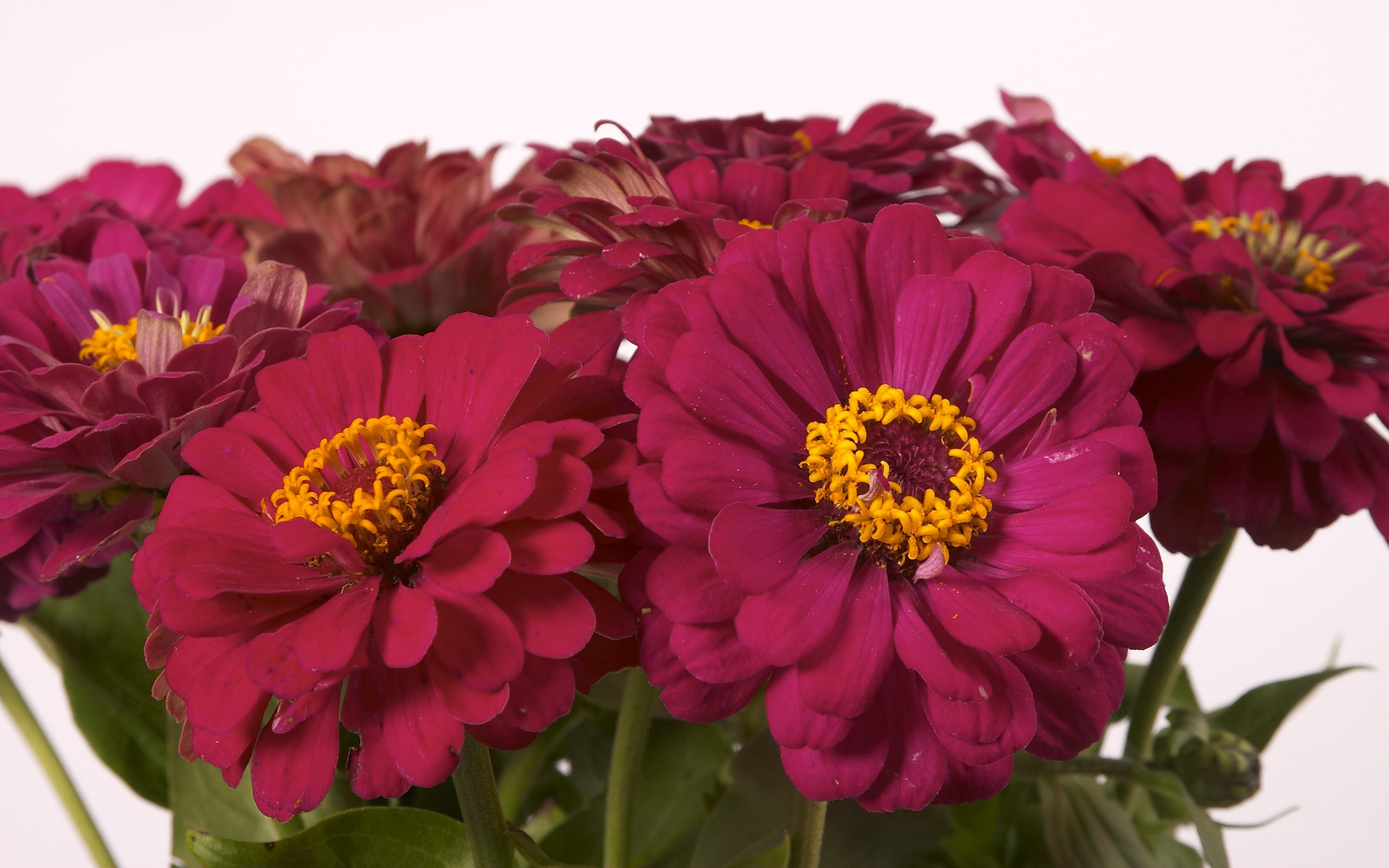超大鮮花特寫 壁紙(三) #9 - 2560x1600