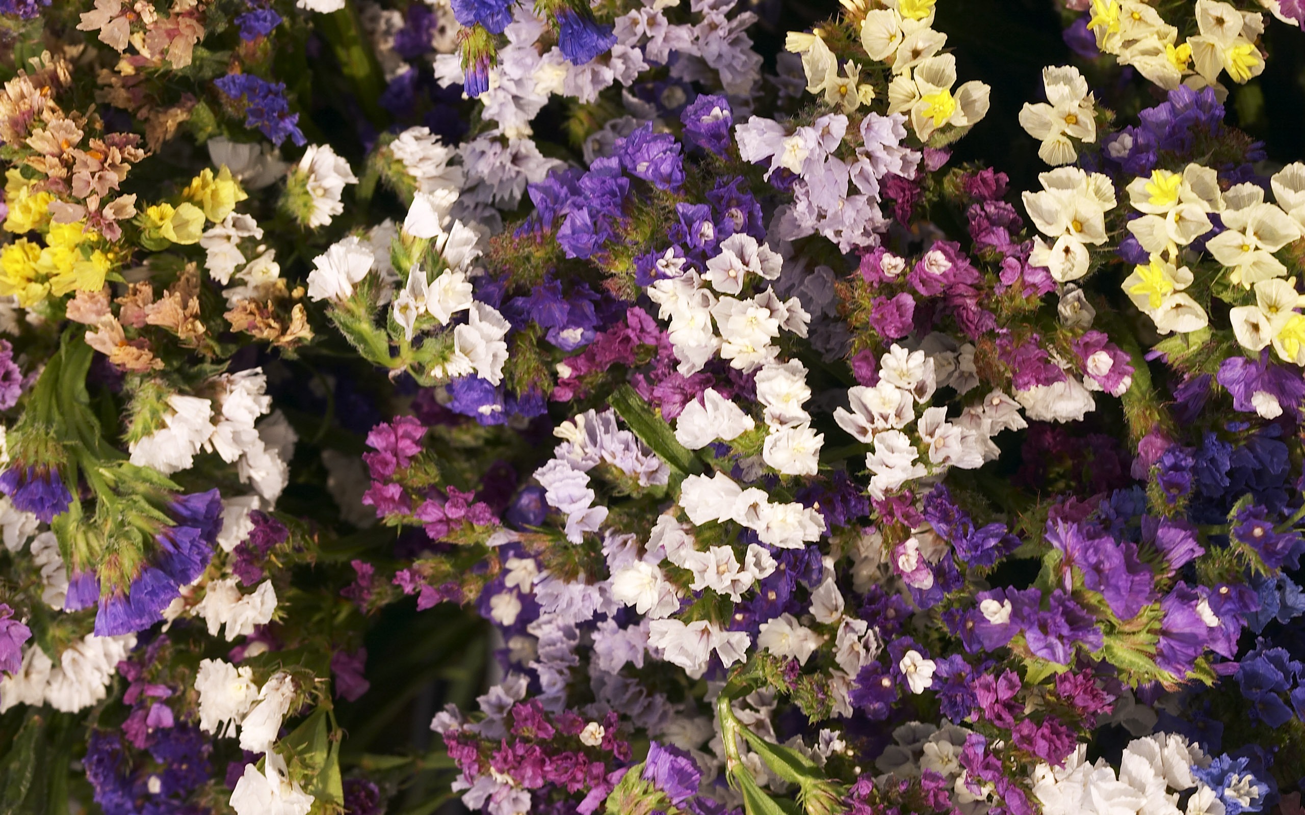 超大鮮花特寫 壁紙(三) #11 - 2560x1600