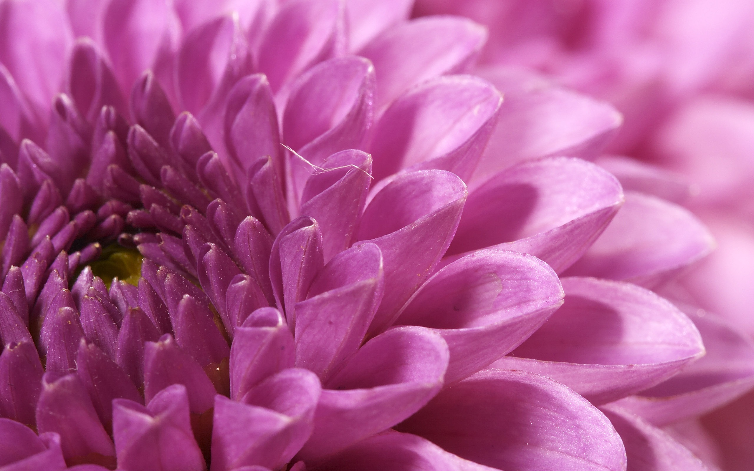 Large Flower Feature Wallpaper (4) #6 - 2560x1600