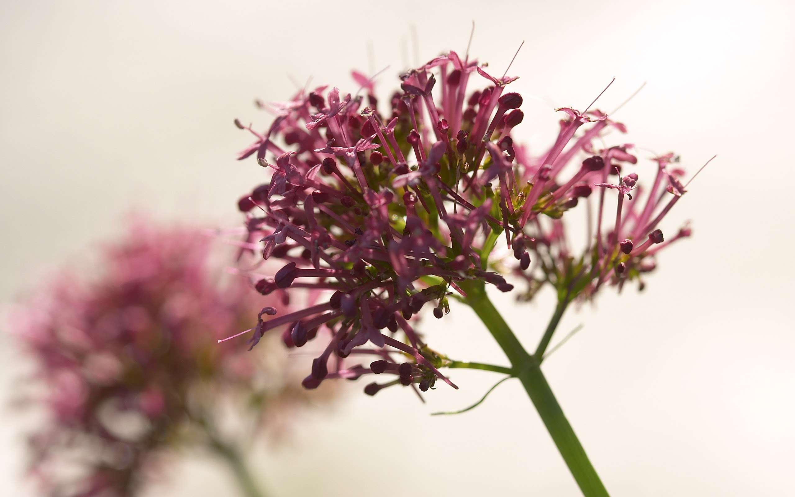 超大鲜花特写 壁纸(五)4 - 2560x1600