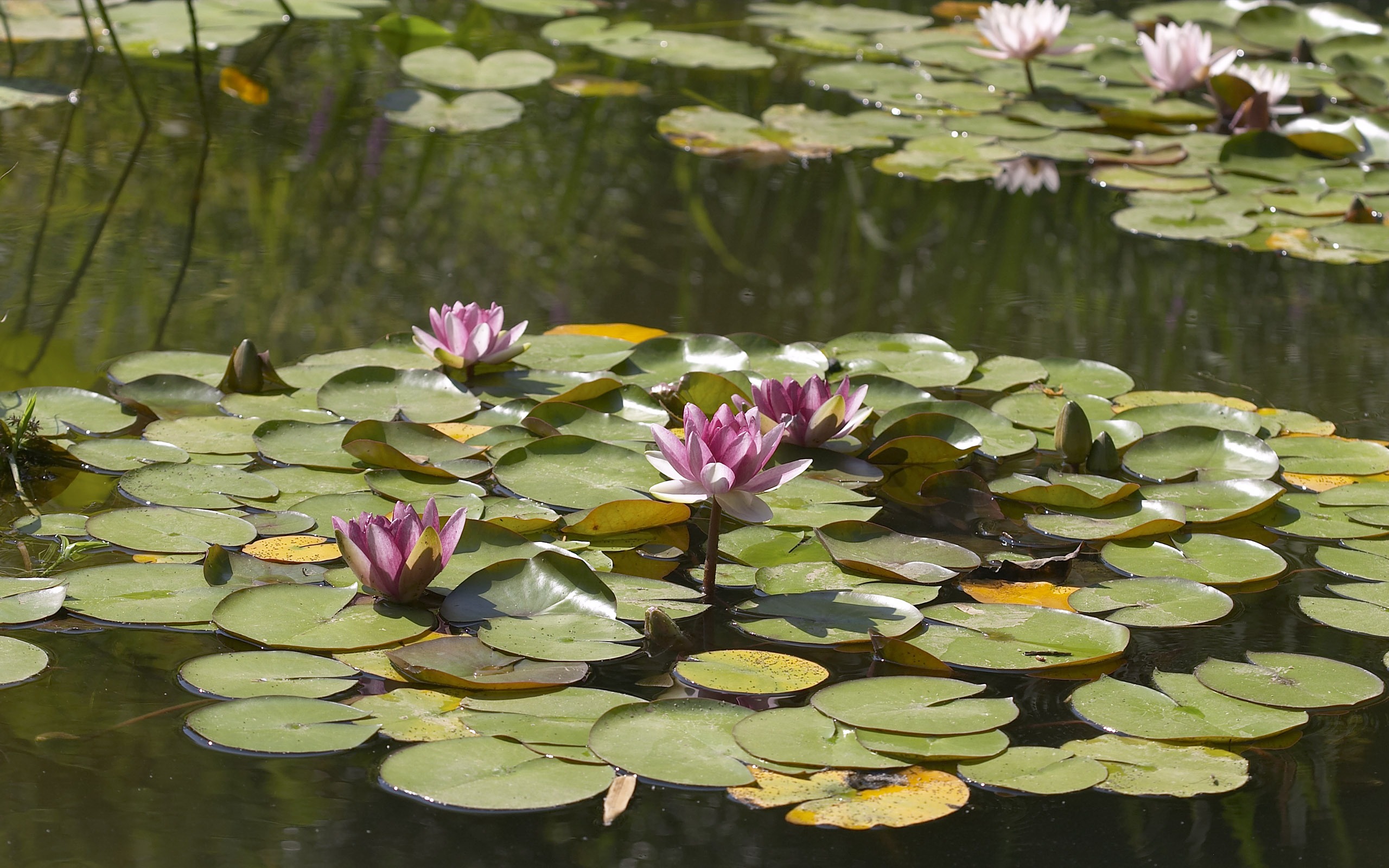 Large Flower Feature Wallpaper (5) #5 - 2560x1600