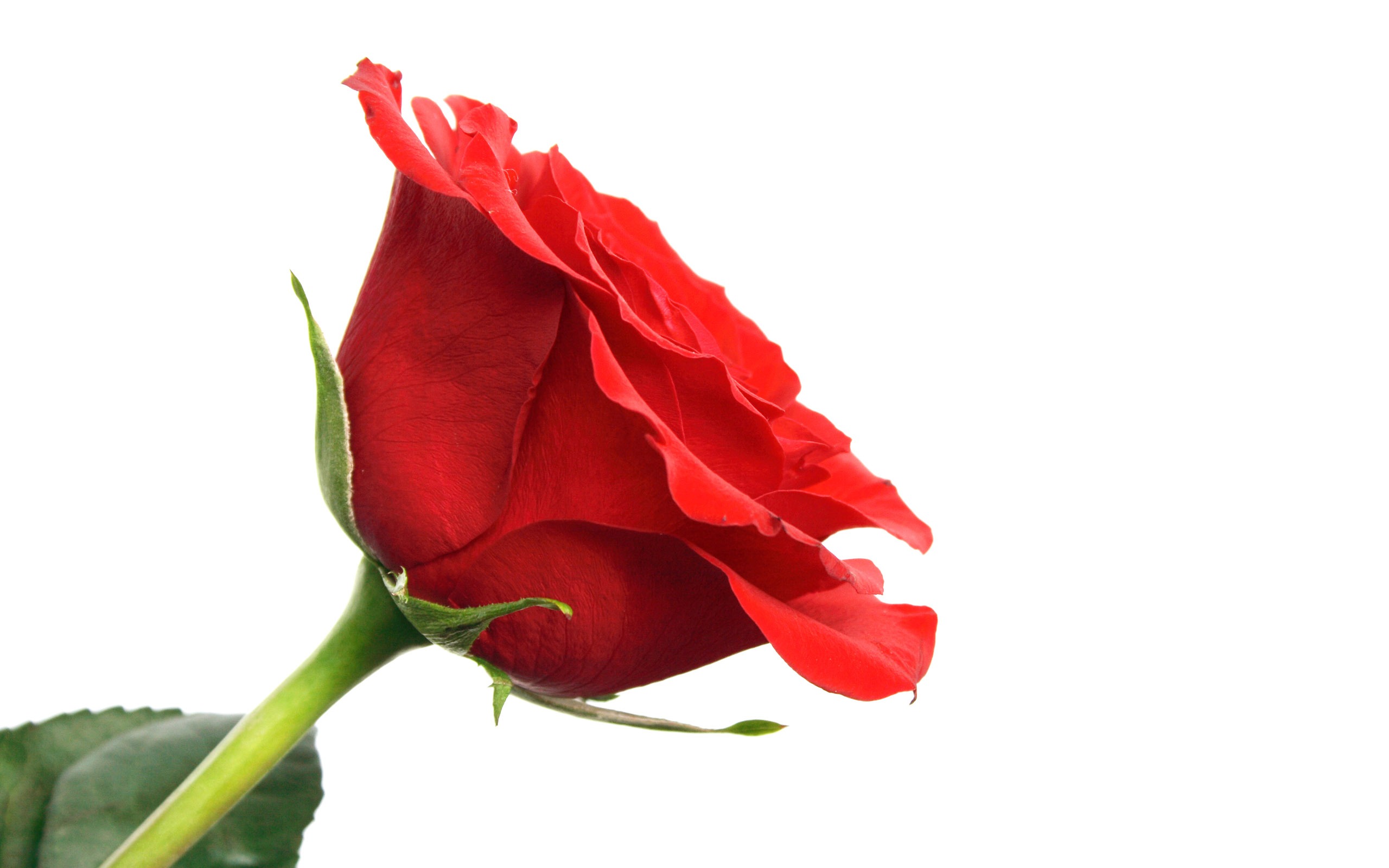 Large Rose Photo Wallpaper (1) #9 - 2560x1600