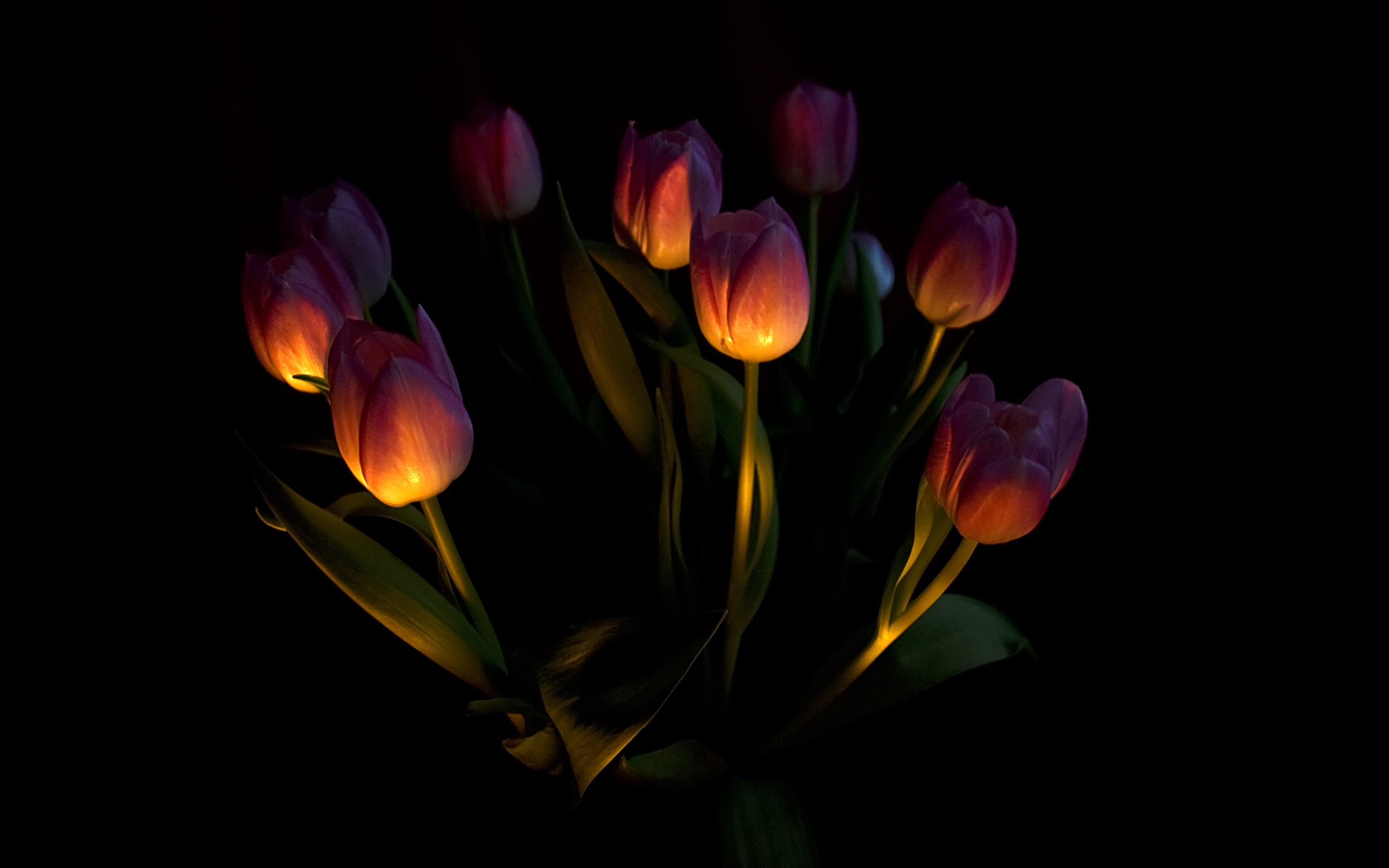 Large tulip wallpaper (1) #2 - 2560x1600