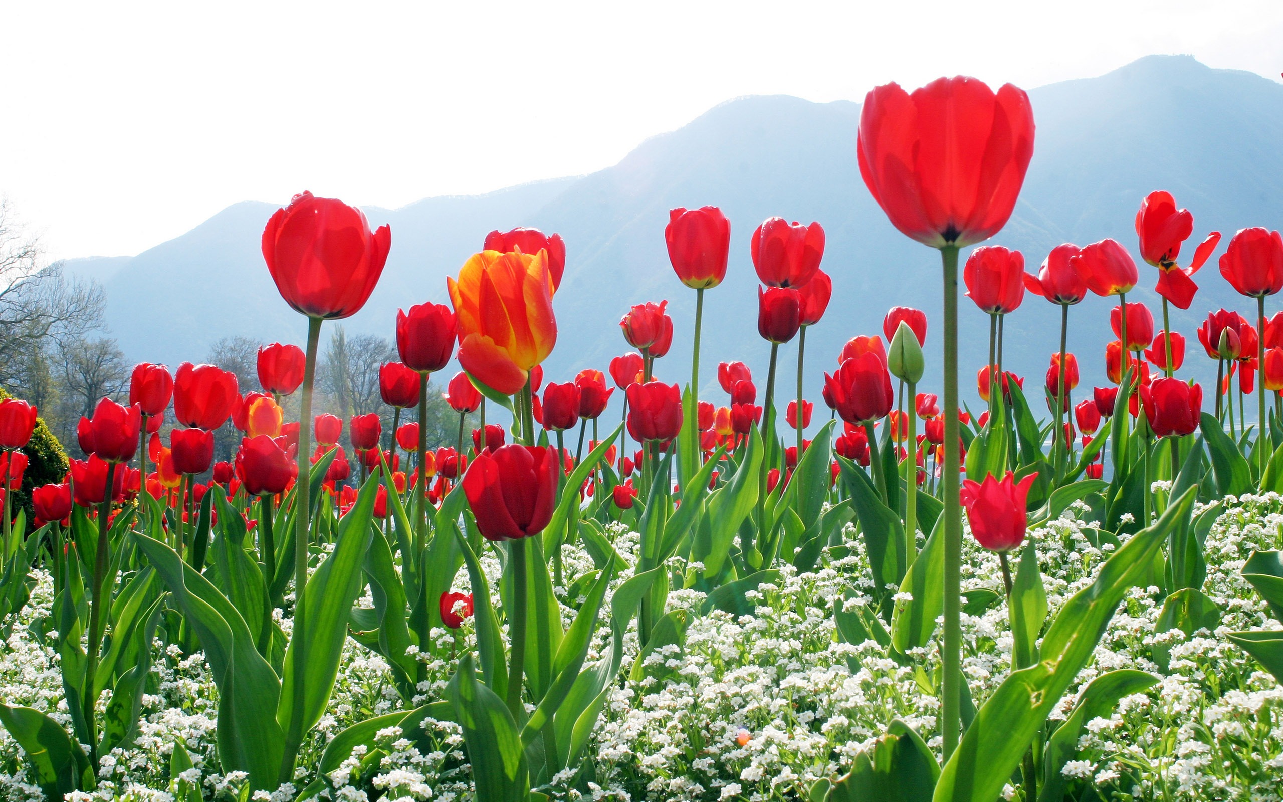 Velký tulipán tapety (1) #6 - 2560x1600