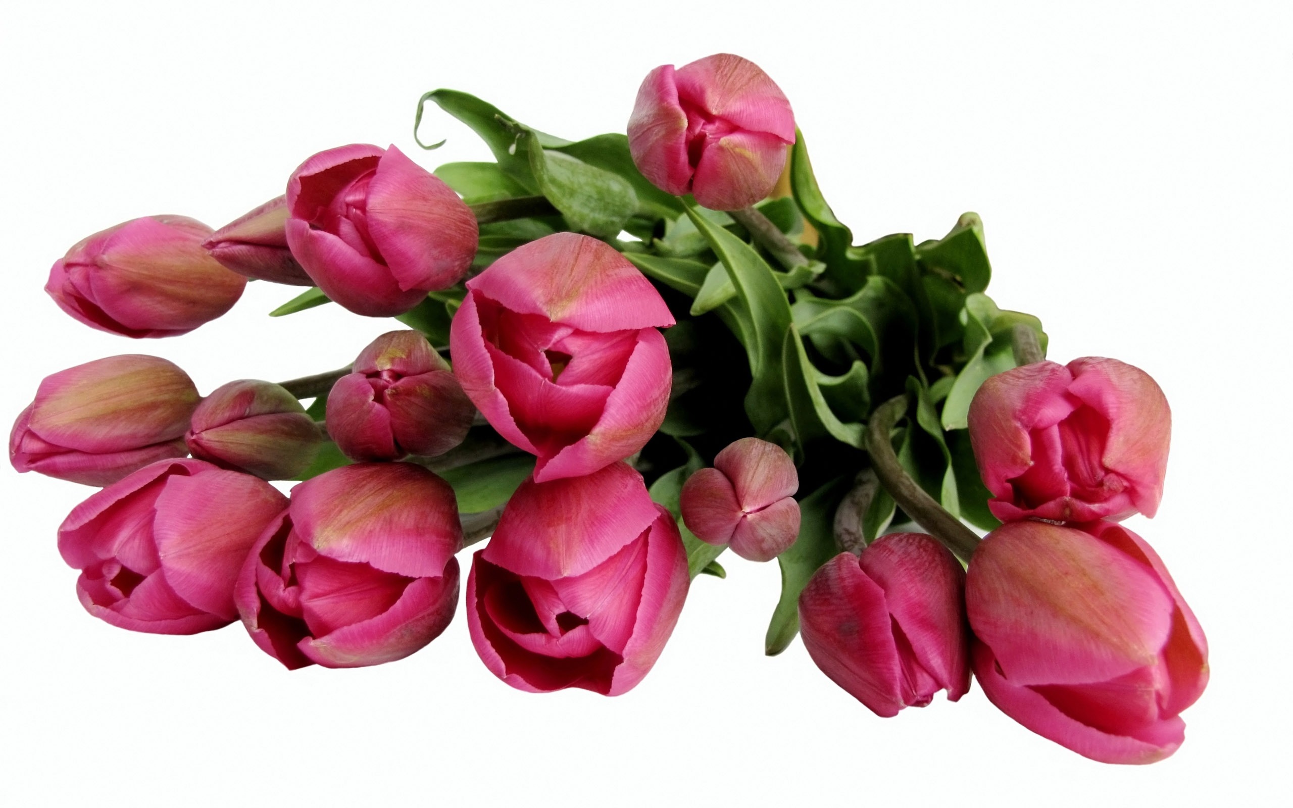 Velký tulipán tapety (1) #13 - 2560x1600