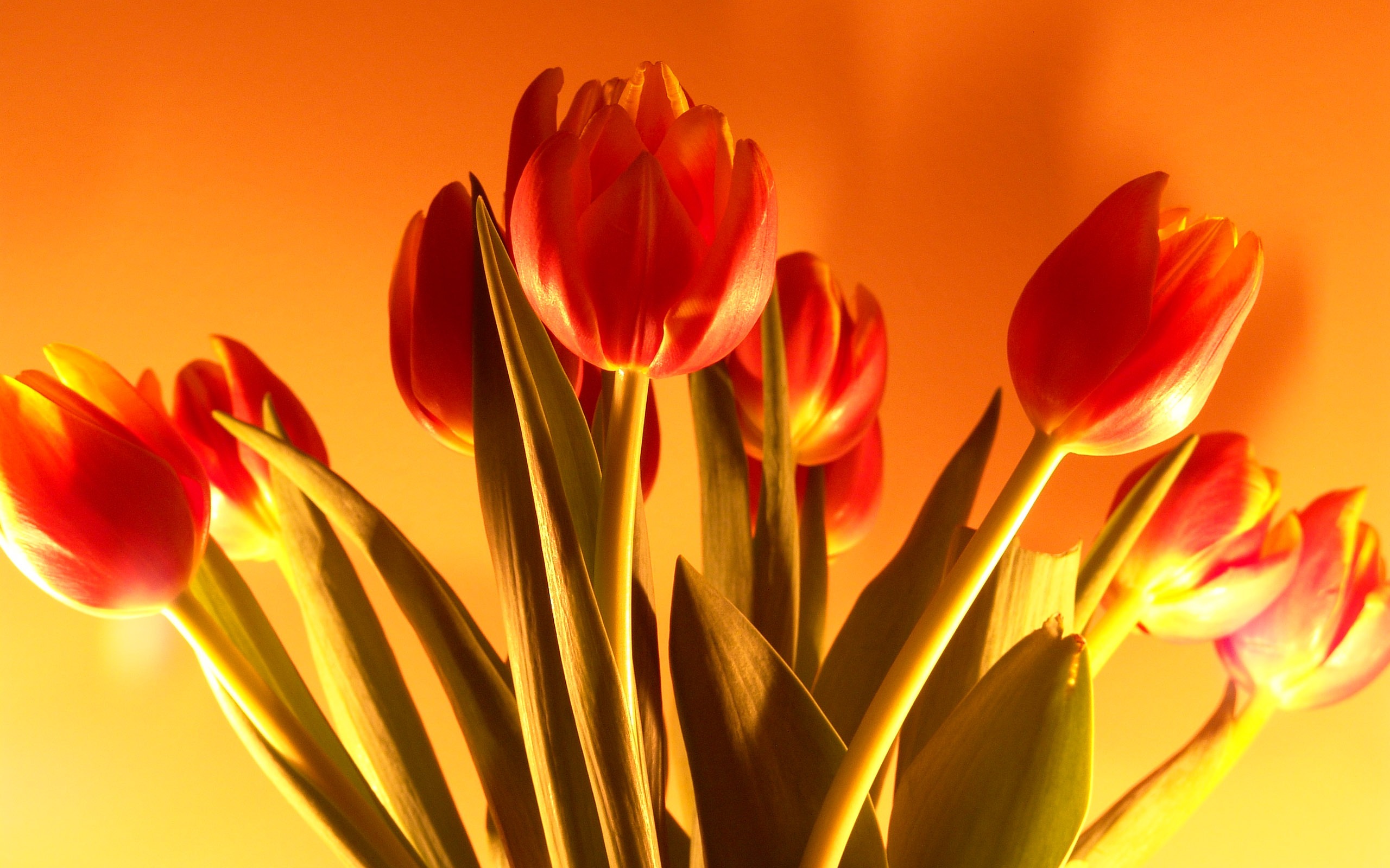 Large tulip wallpaper (1) #20 - 2560x1600