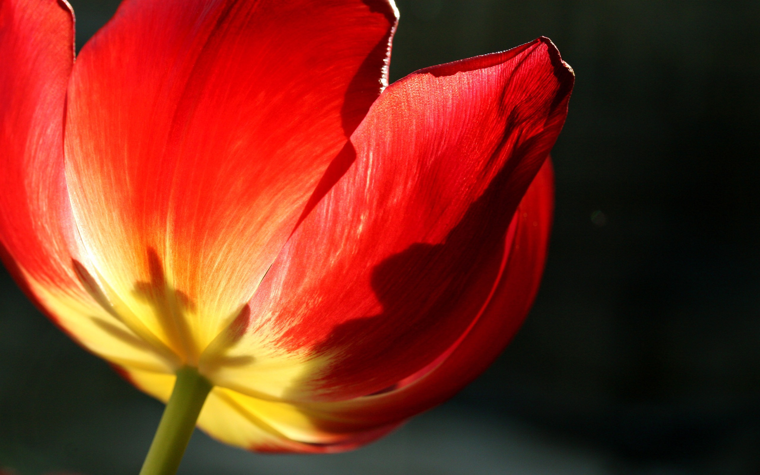 Fond d'écran Tulip Grand (2) #11 - 2560x1600