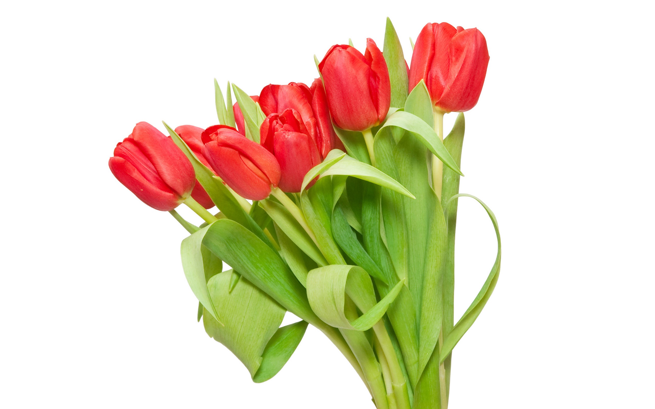 Velký tulipán tapetu (3) #6 - 2560x1600