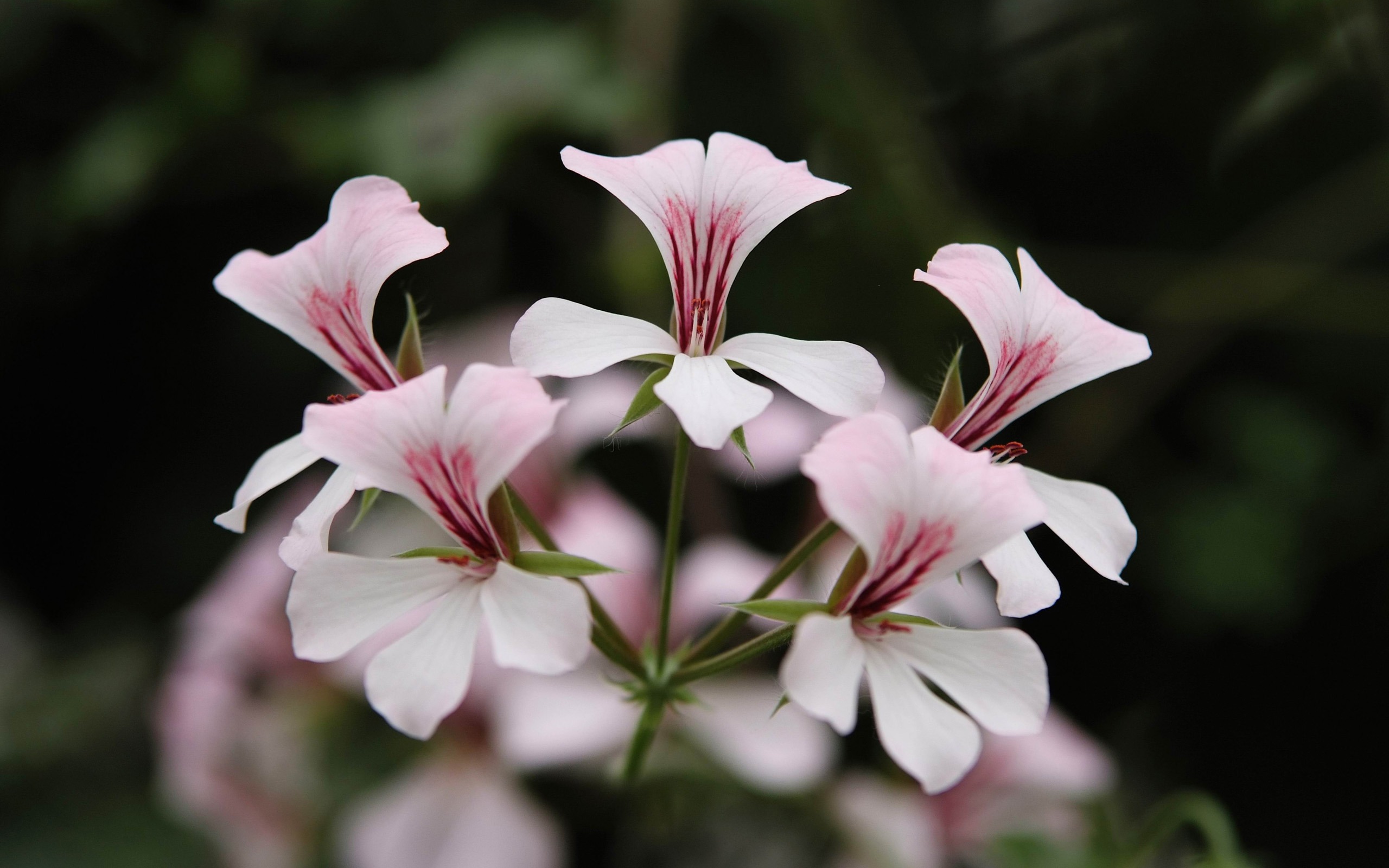 北京花卉大觀園隨拍(螺紋鋼作品) #5 - 2560x1600