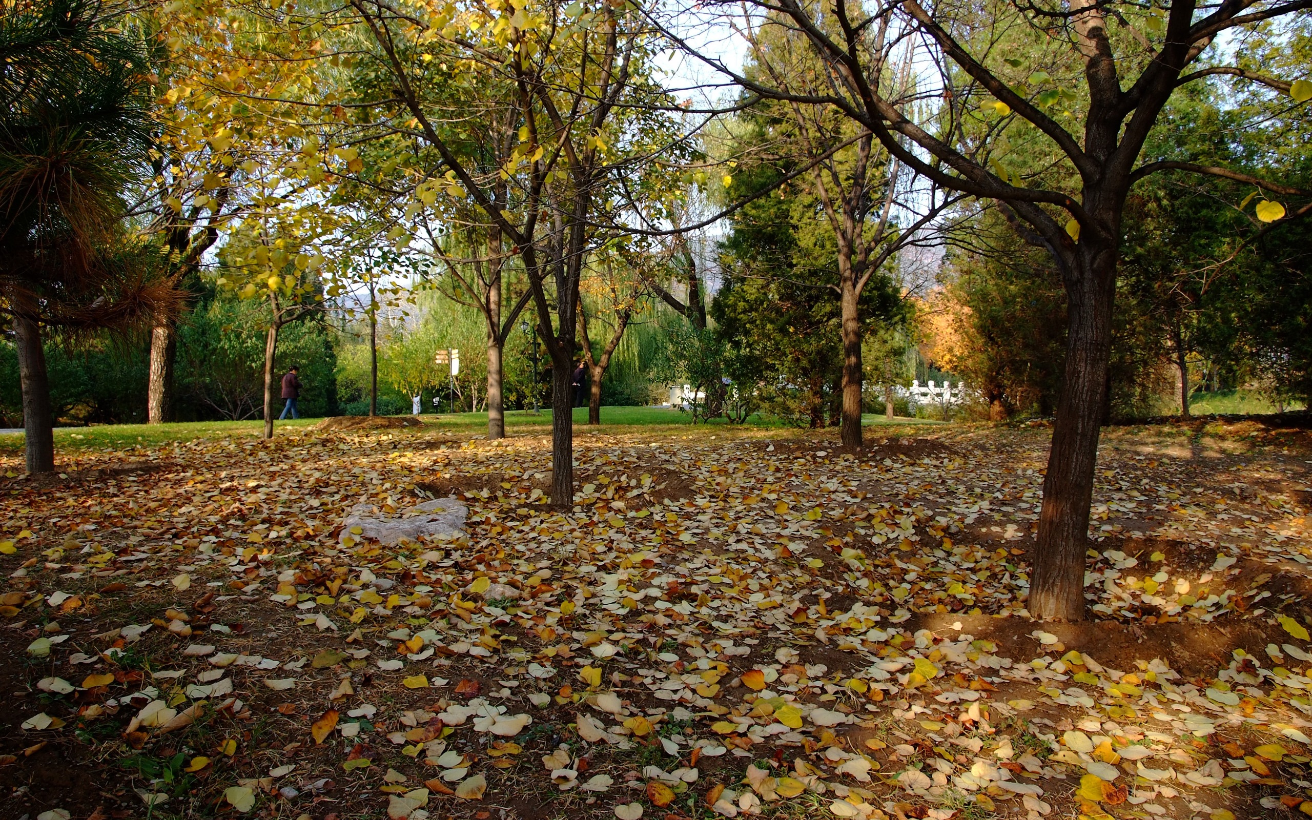 Xiangshan Herbst Garten (Bewehren) #3 - 2560x1600