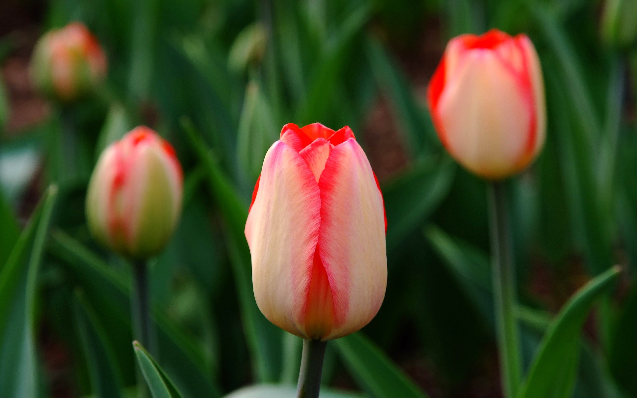 Animal Flower Macro (Bewehren) #1 - 2560x1600