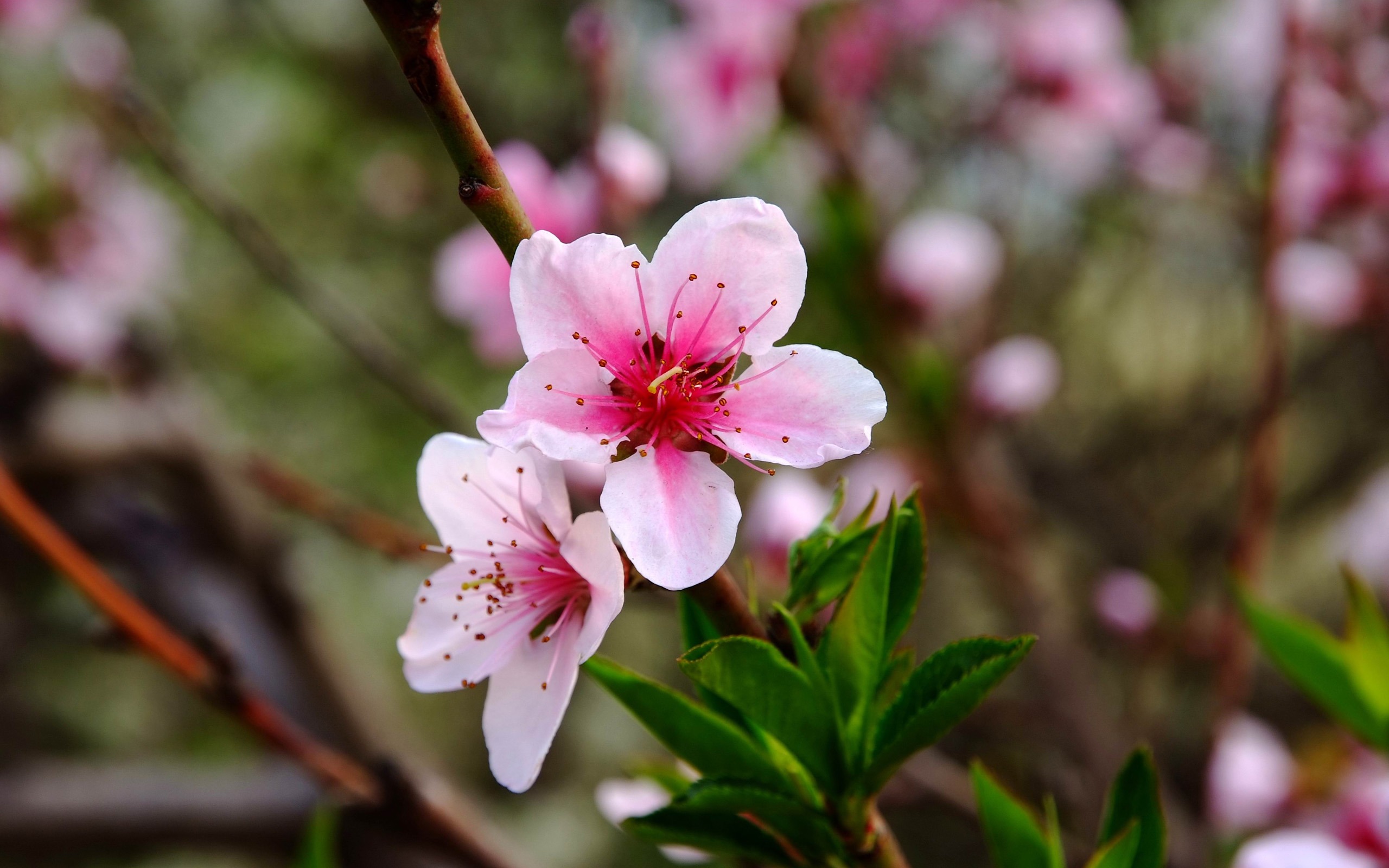 花卉動物微距 (螺紋鋼作品) #5 - 2560x1600