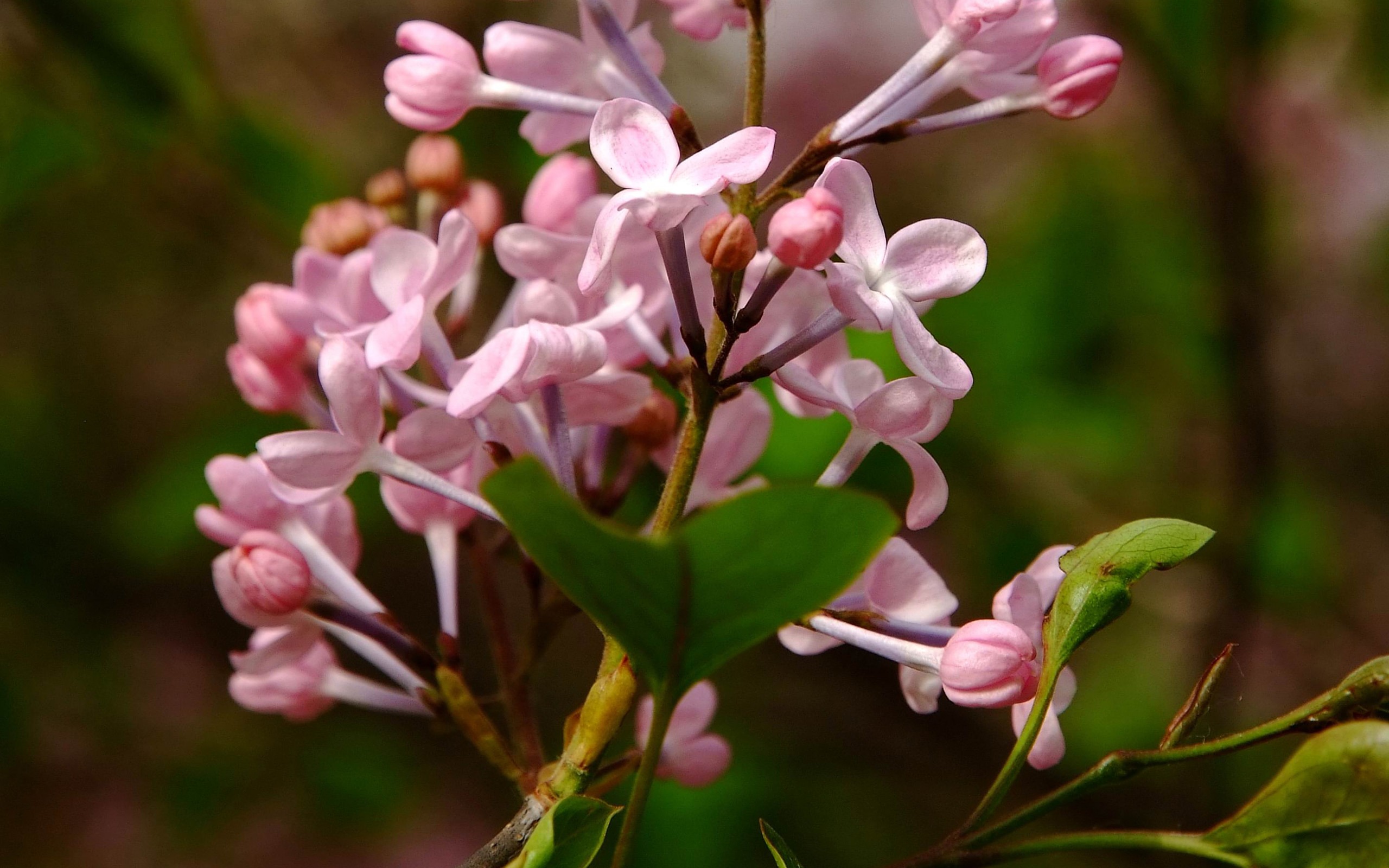 Animal Fleur Macro (œuvres des barres d'armature) #9 - 2560x1600