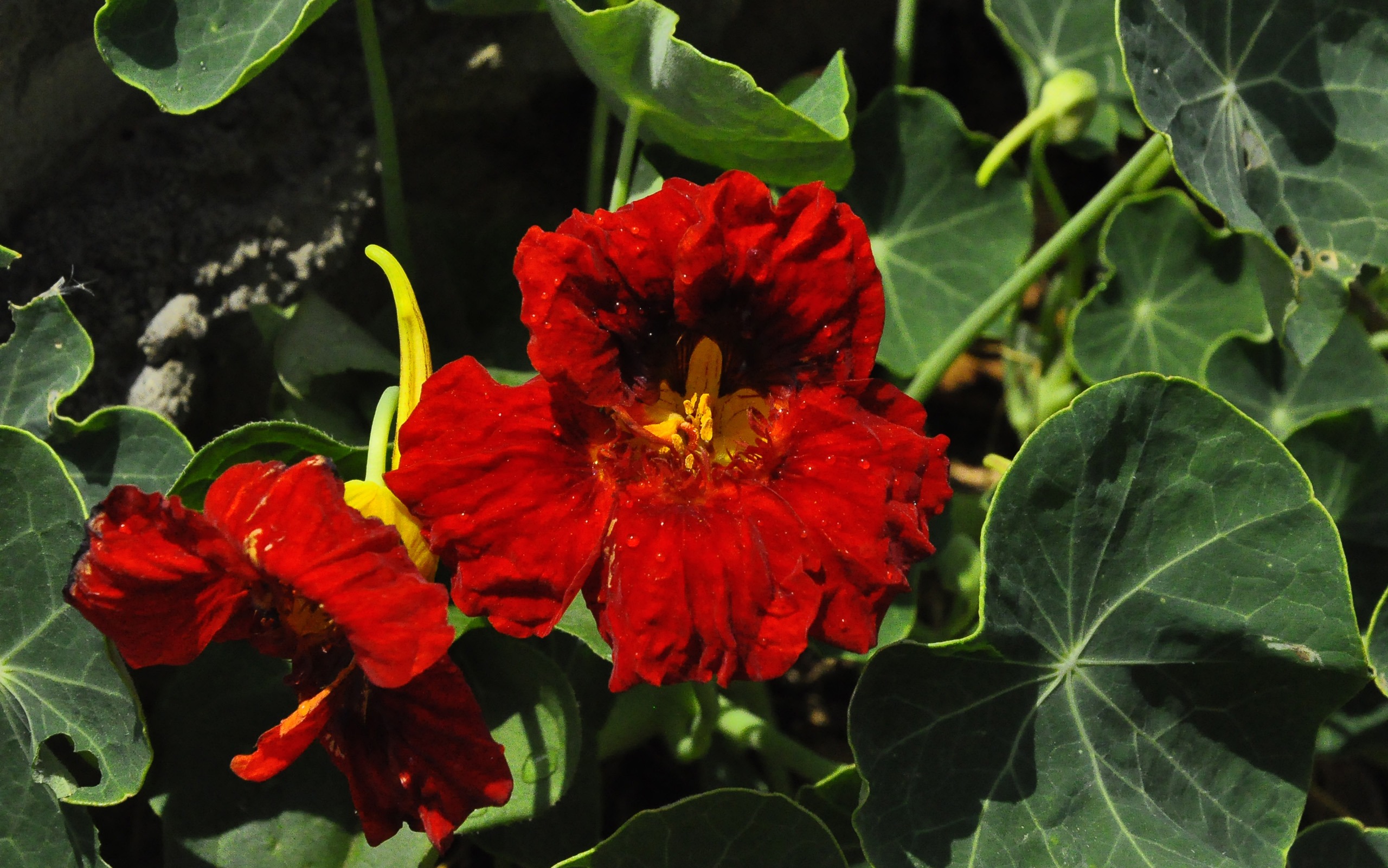 鮮花吐露芬芳 (老康OK作品) #5 - 2560x1600