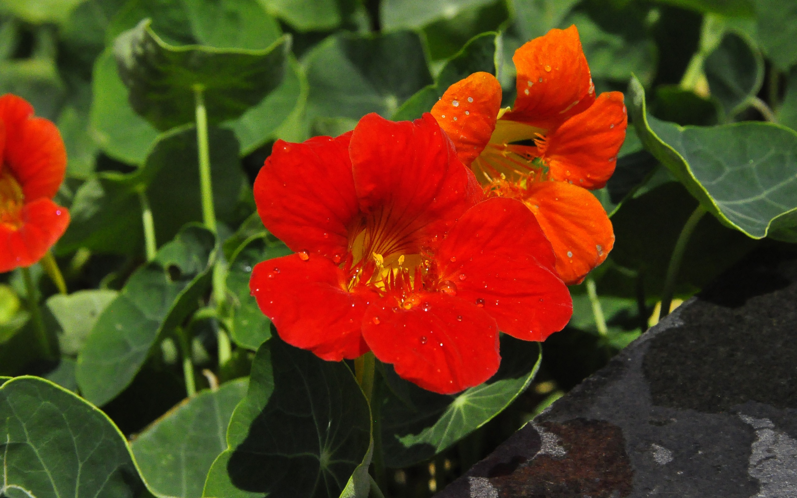 鮮花吐露芬芳 (老康OK作品) #6 - 2560x1600