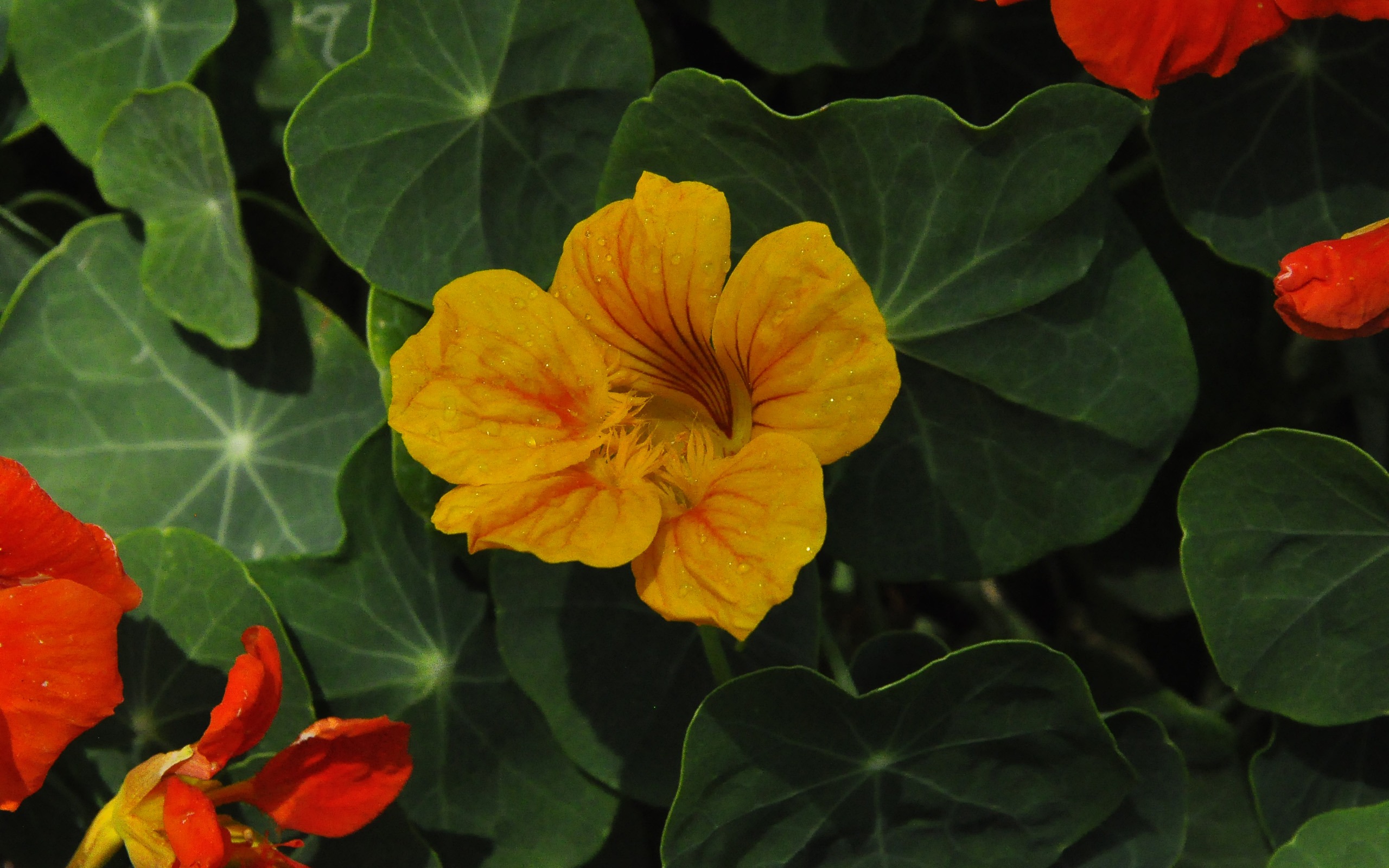 鮮花吐露芬芳 (老康OK作品) #7 - 2560x1600