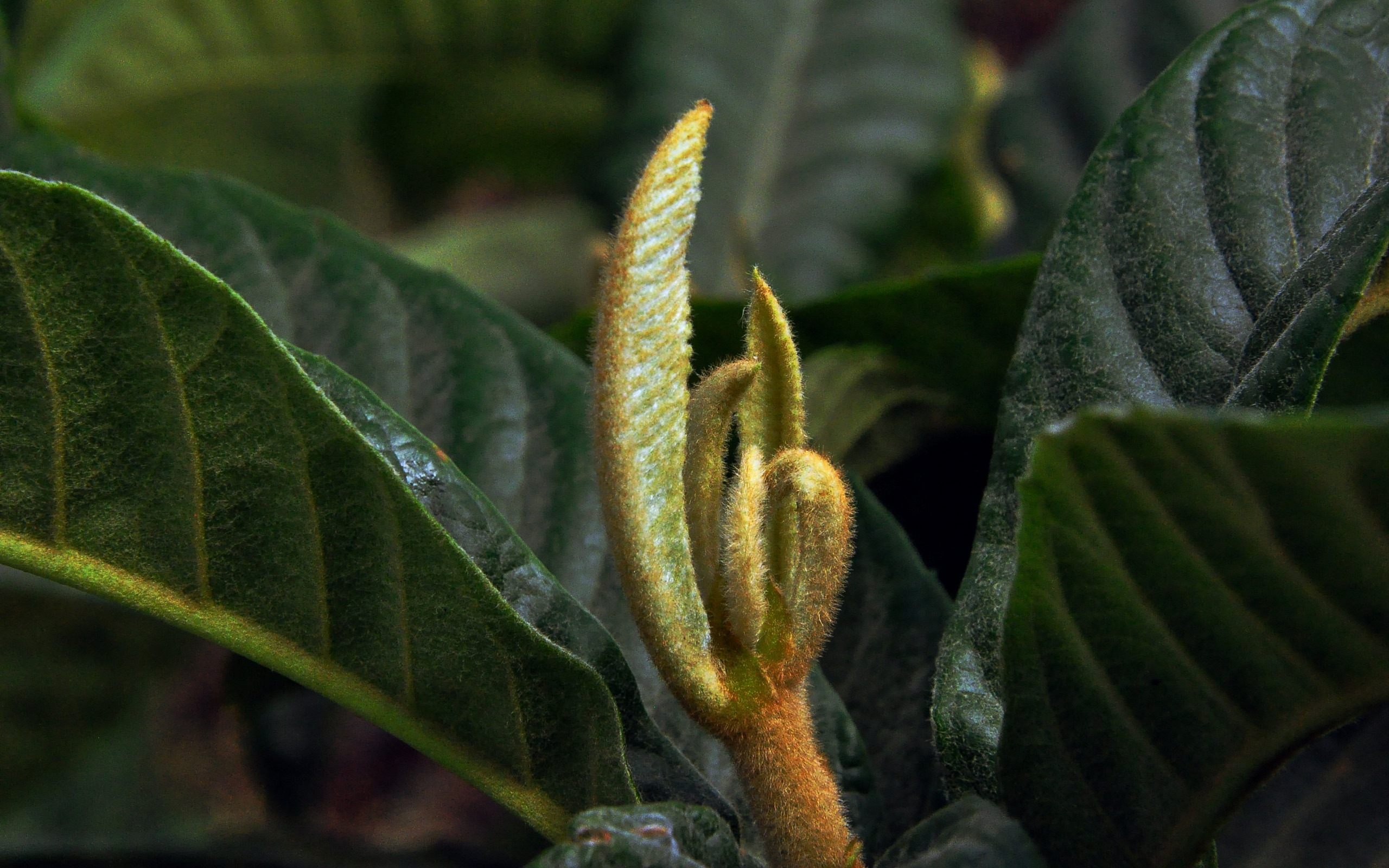 Flowers blooming (Old Hong OK works) #3 - 2560x1600