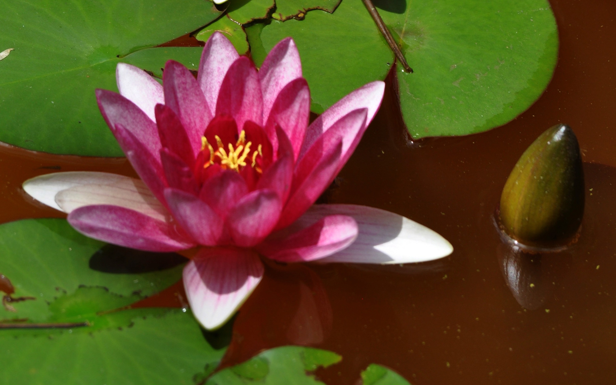 Flower close-up (Old Hong OK works) #7 - 2560x1600