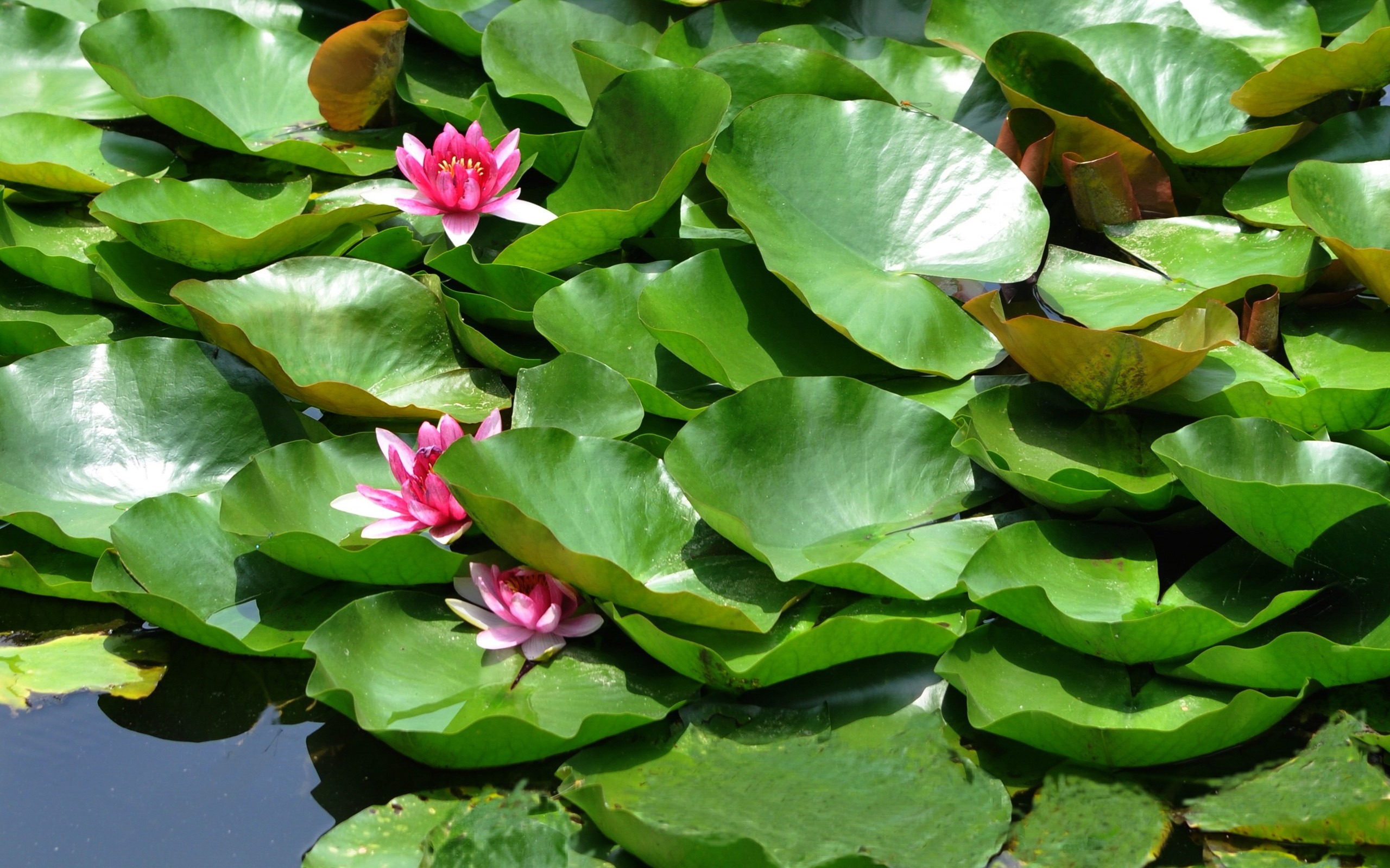 Flower Close-up (Old Hong OK Werke) #9 - 2560x1600