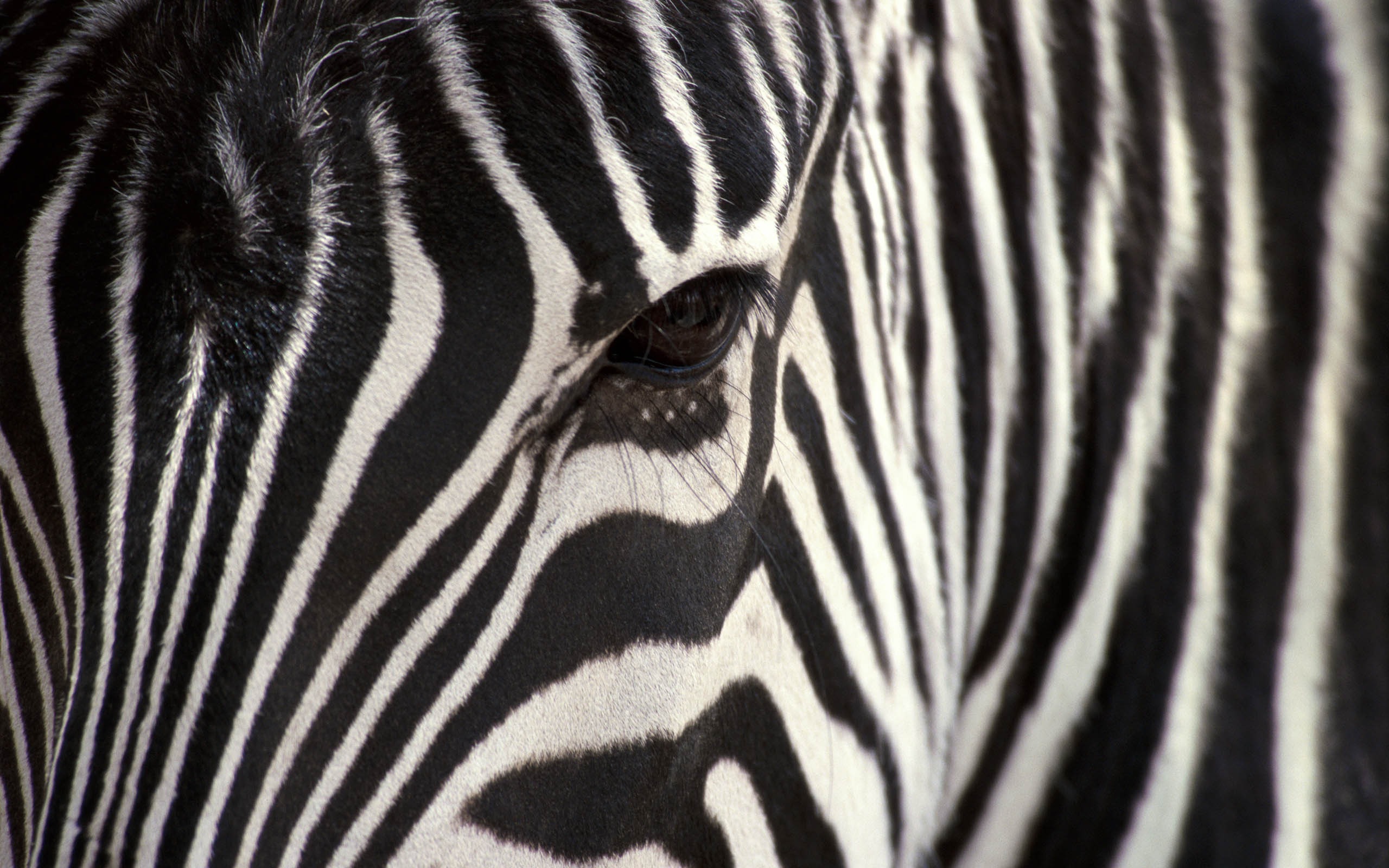 Mac OS XのシステムのHD壁紙 (2) #19 - 2560x1600