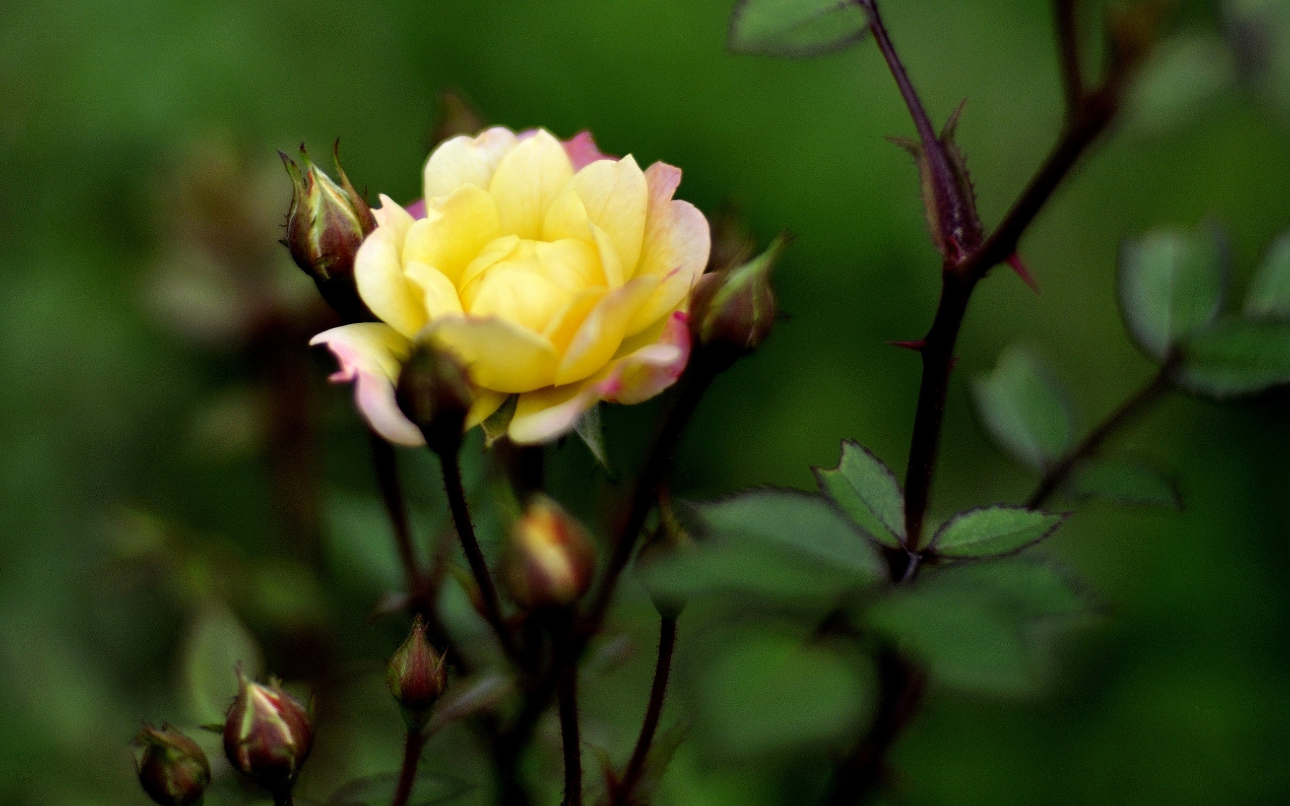 花草攝影 高清合集(一) #2 - 2560x1600