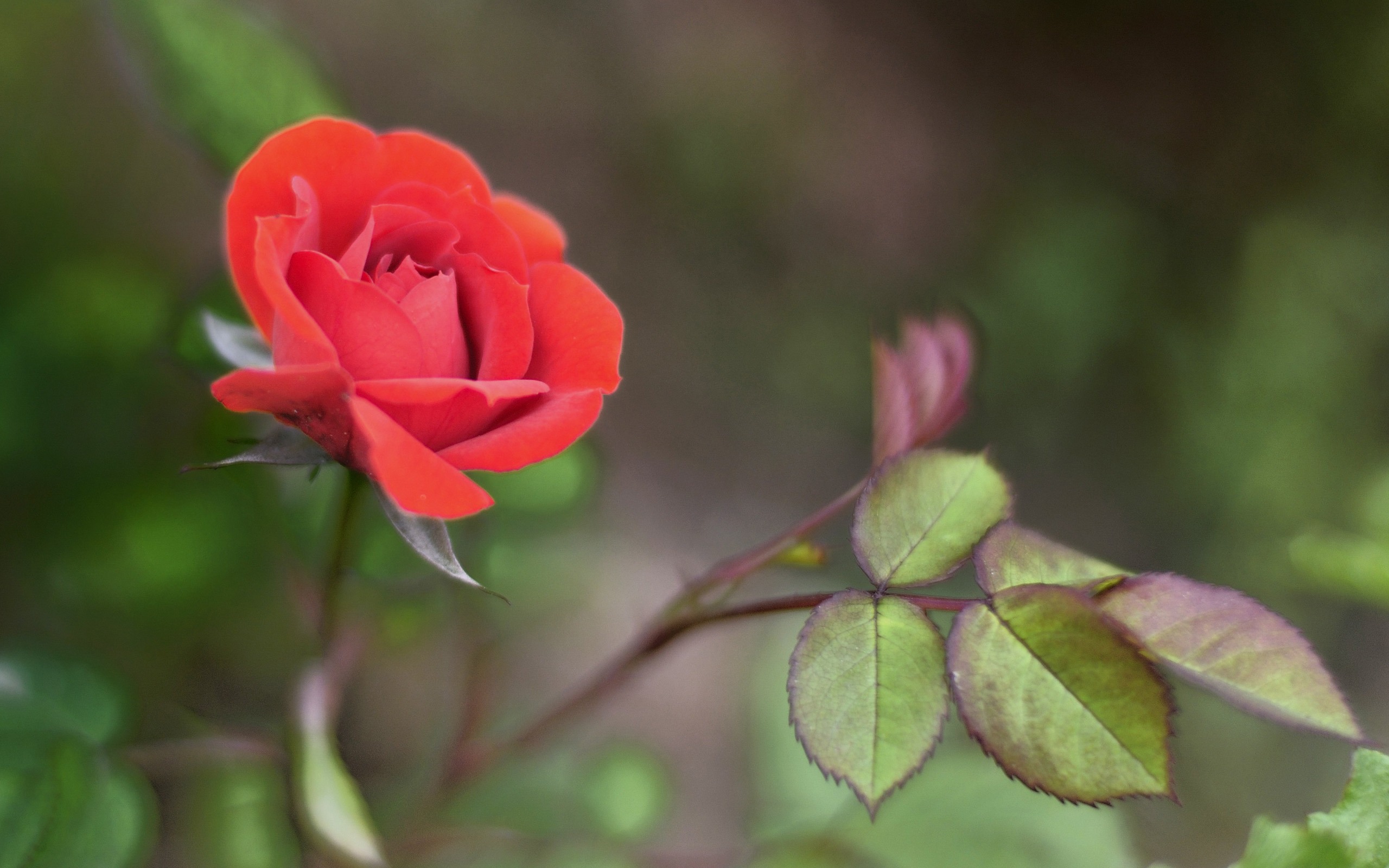花草攝影 高清合集(一) #3 - 2560x1600