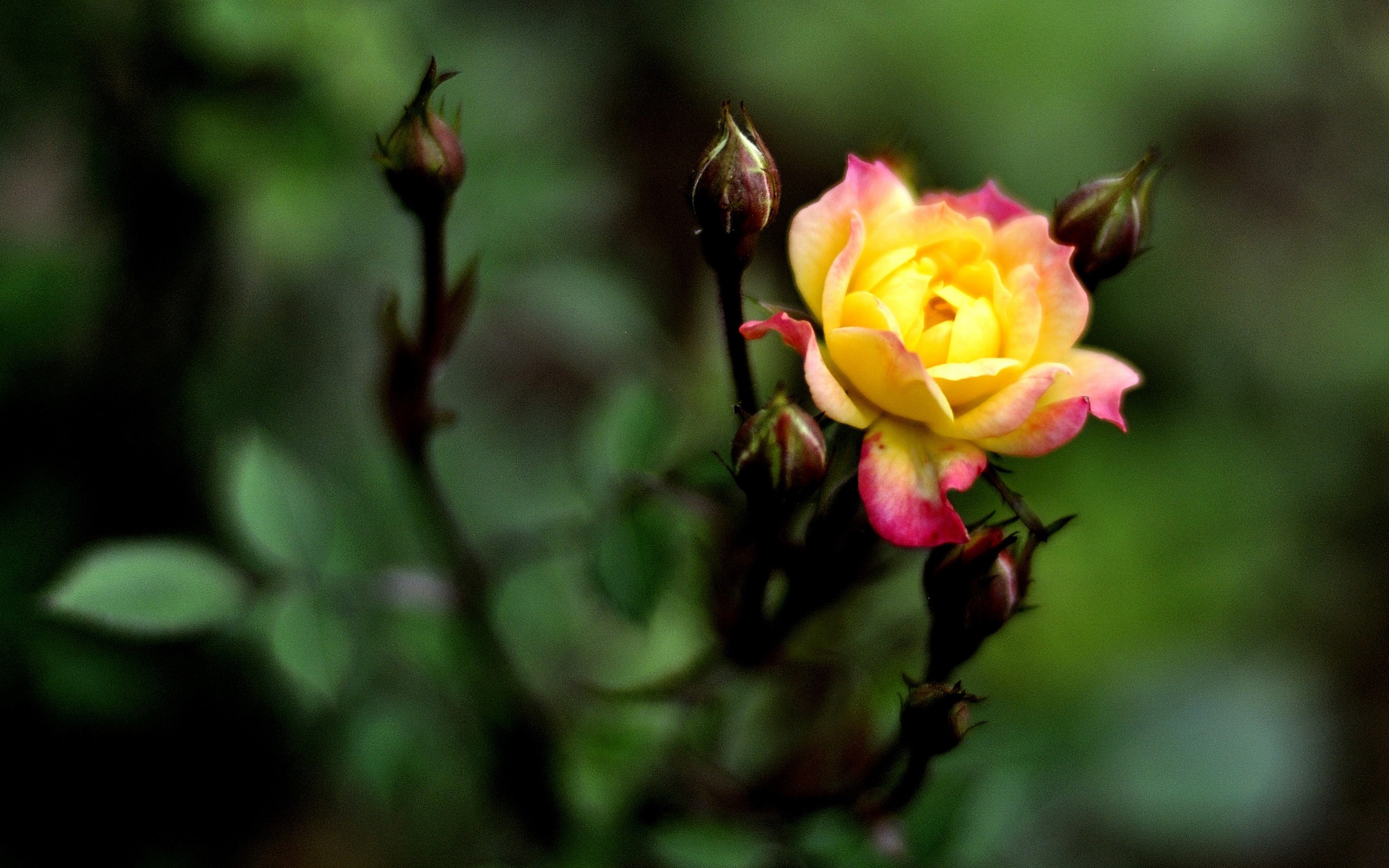 花草攝影 高清合集(一) #5 - 2560x1600