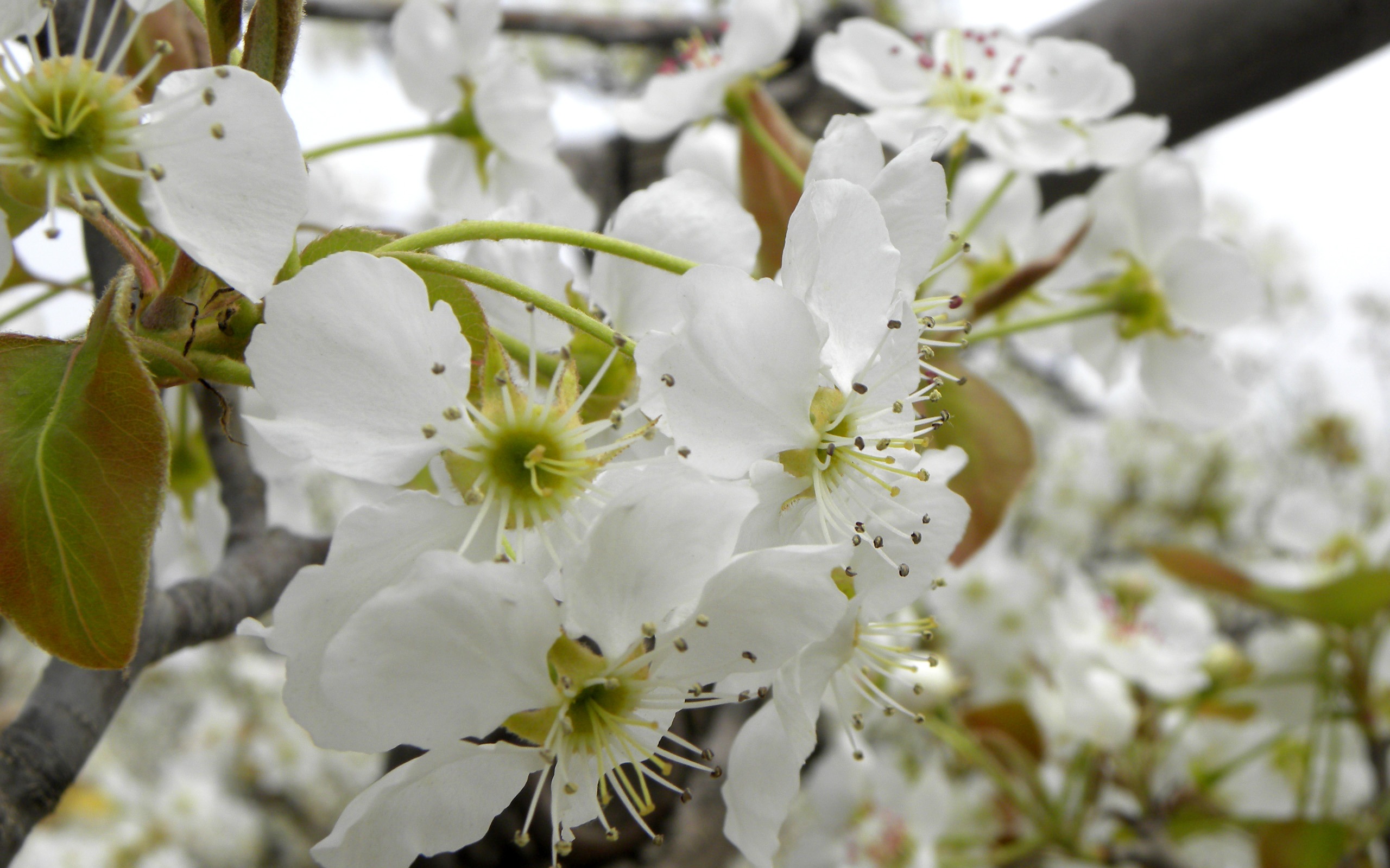 花草攝影 高清合集(一) #7 - 2560x1600