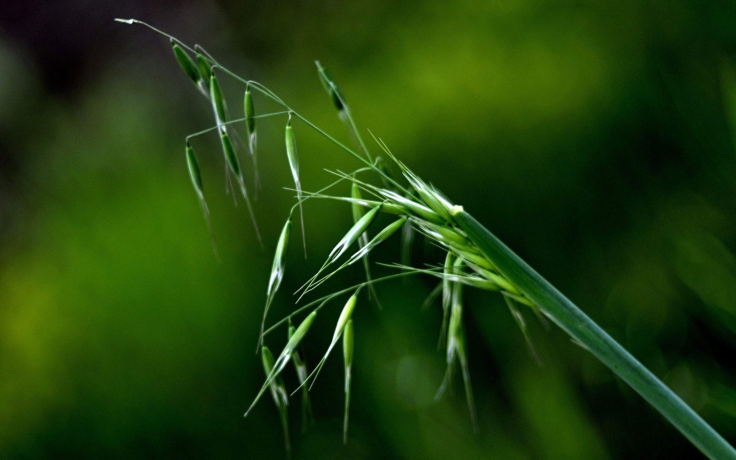 花草攝影 高清合集(一) #8 - 2560x1600