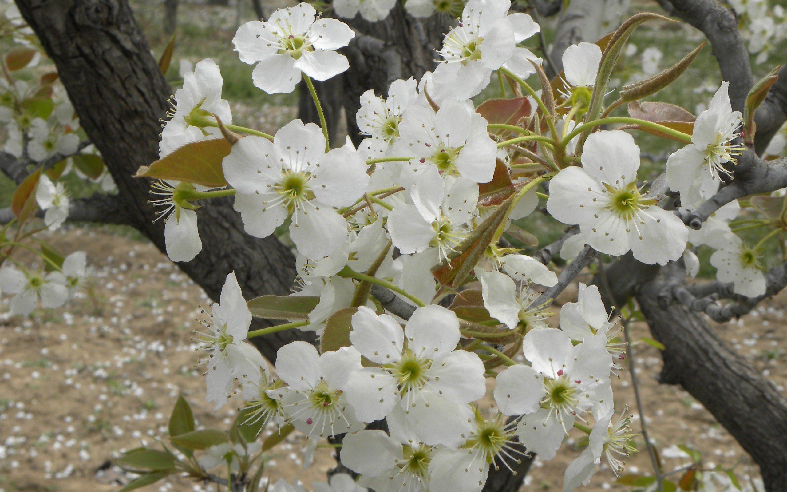 Flowers HD photography collection (1) #14 - 2560x1600