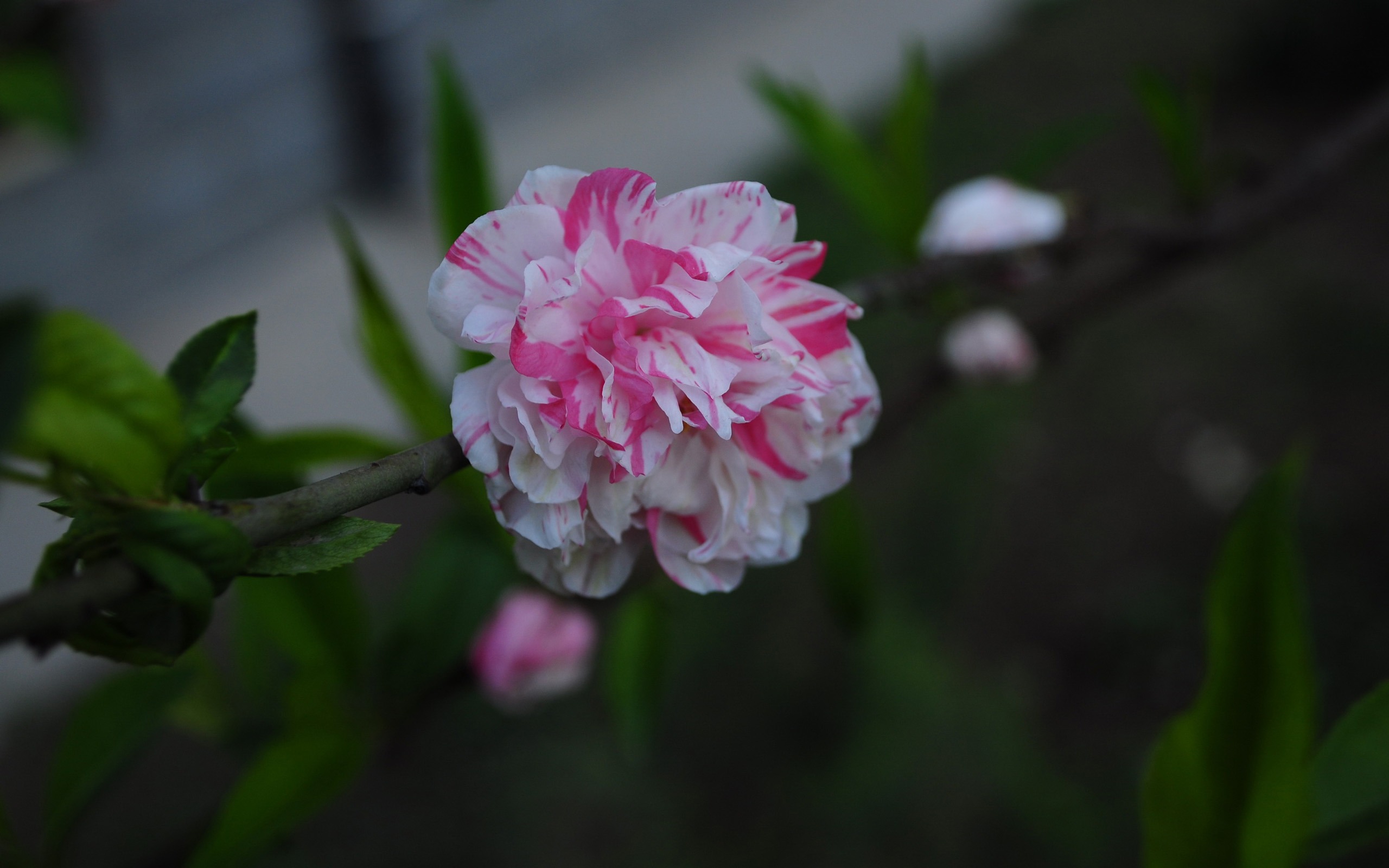 花草攝影 高清合集(一) #20 - 2560x1600