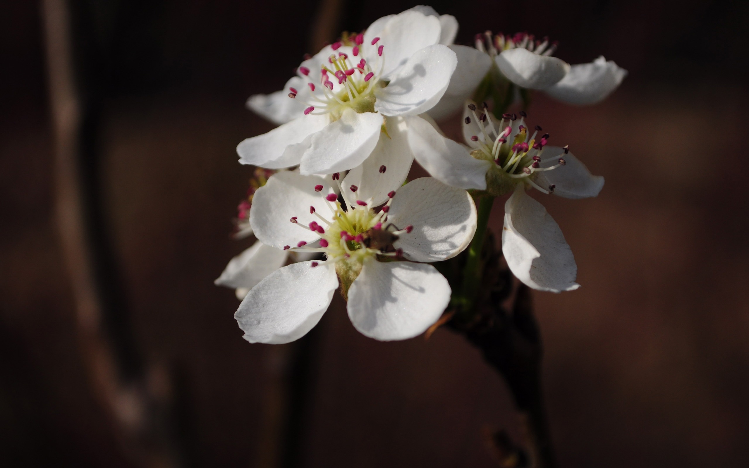 花草摄影 高清合集(二)4 - 2560x1600