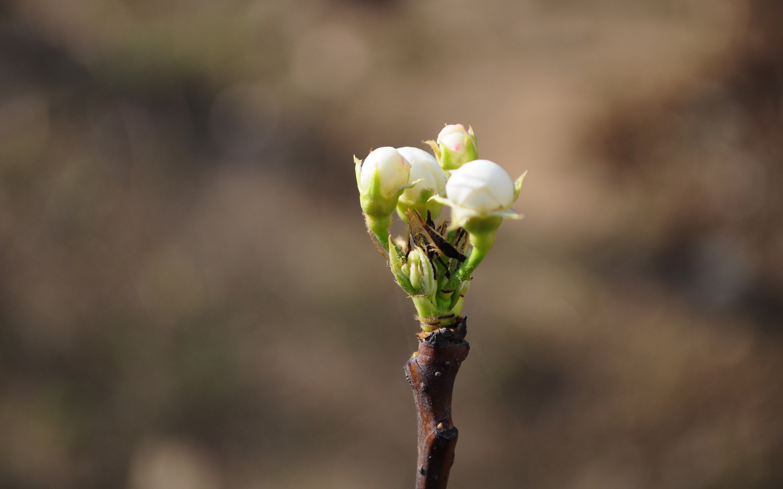 花のHD写真コレクション (2) #6 - 2560x1600