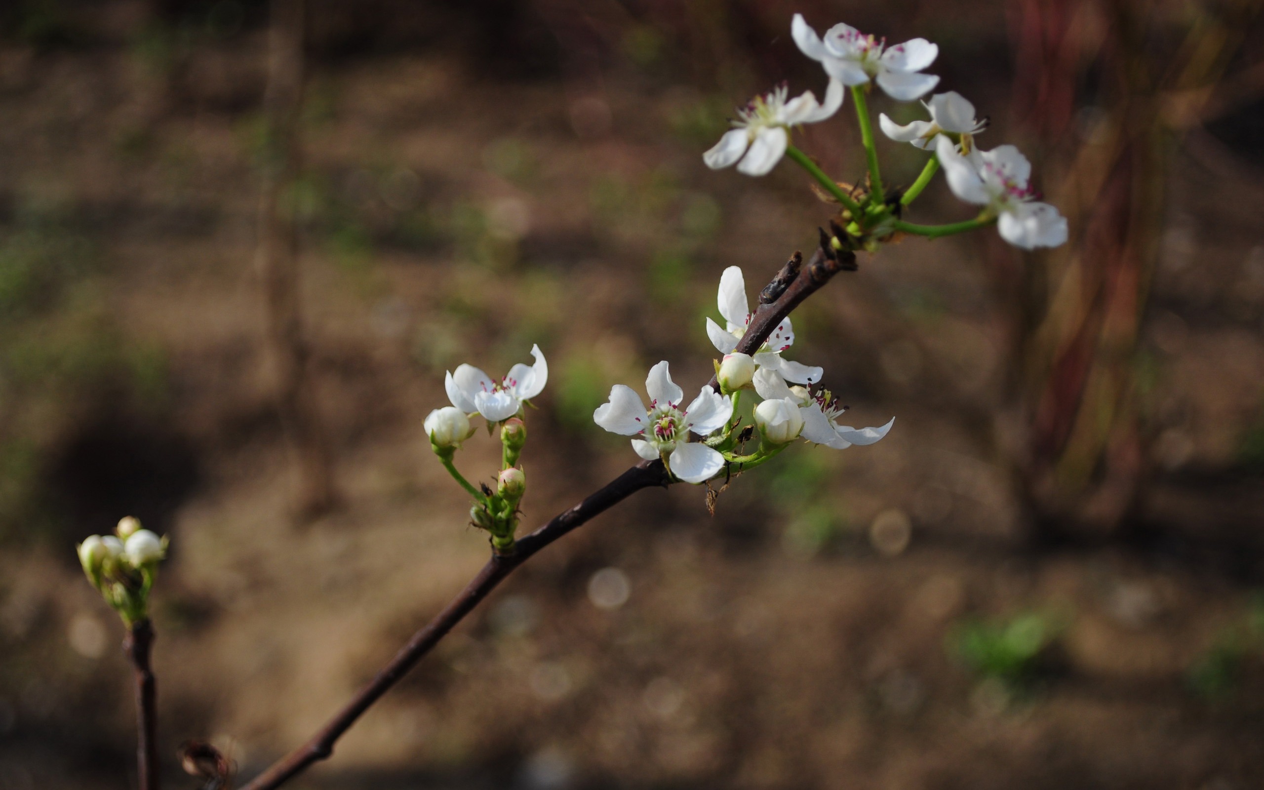 花草攝影 高清合集(二) #7 - 2560x1600