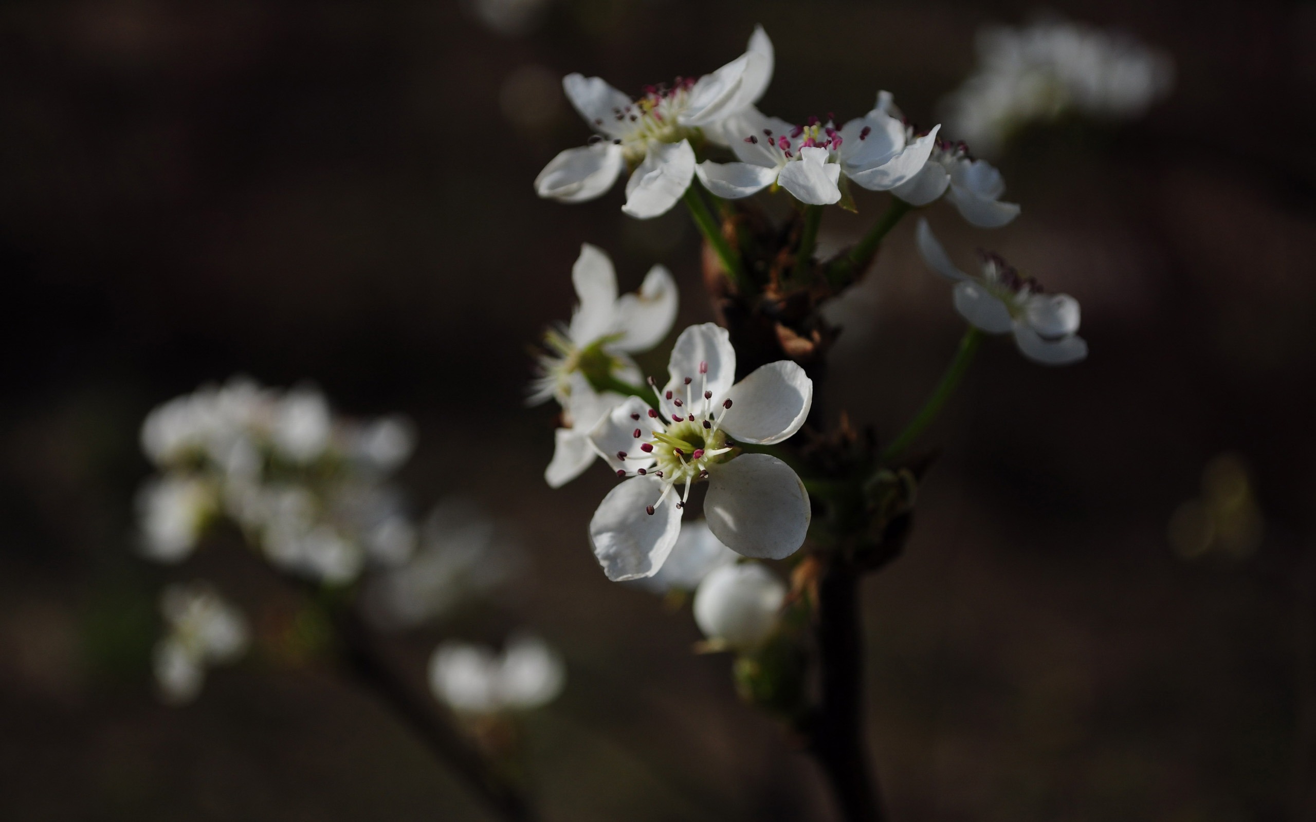 Flowers HD photography collection (2) #8 - 2560x1600