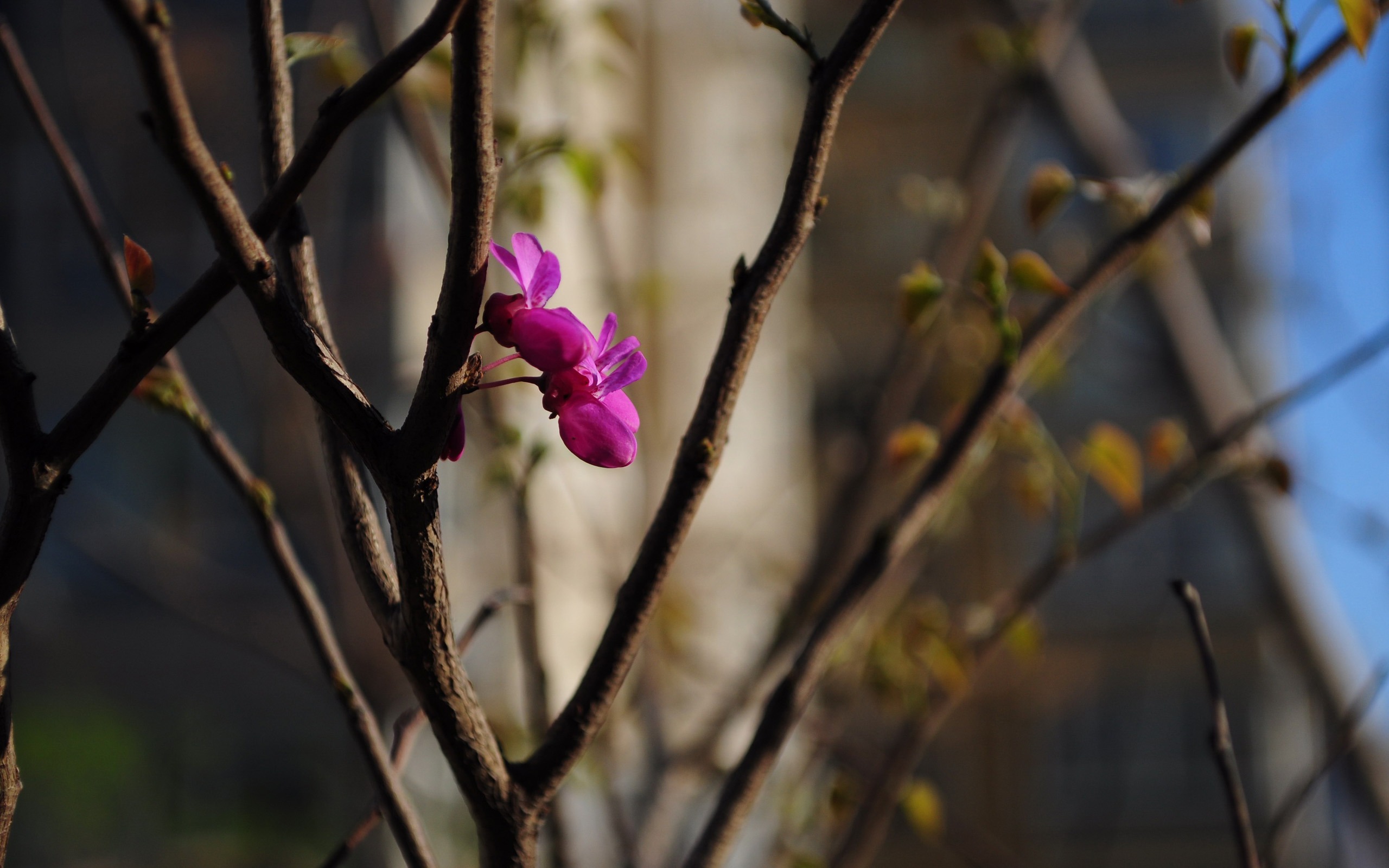 花草攝影 高清合集(二) #9 - 2560x1600