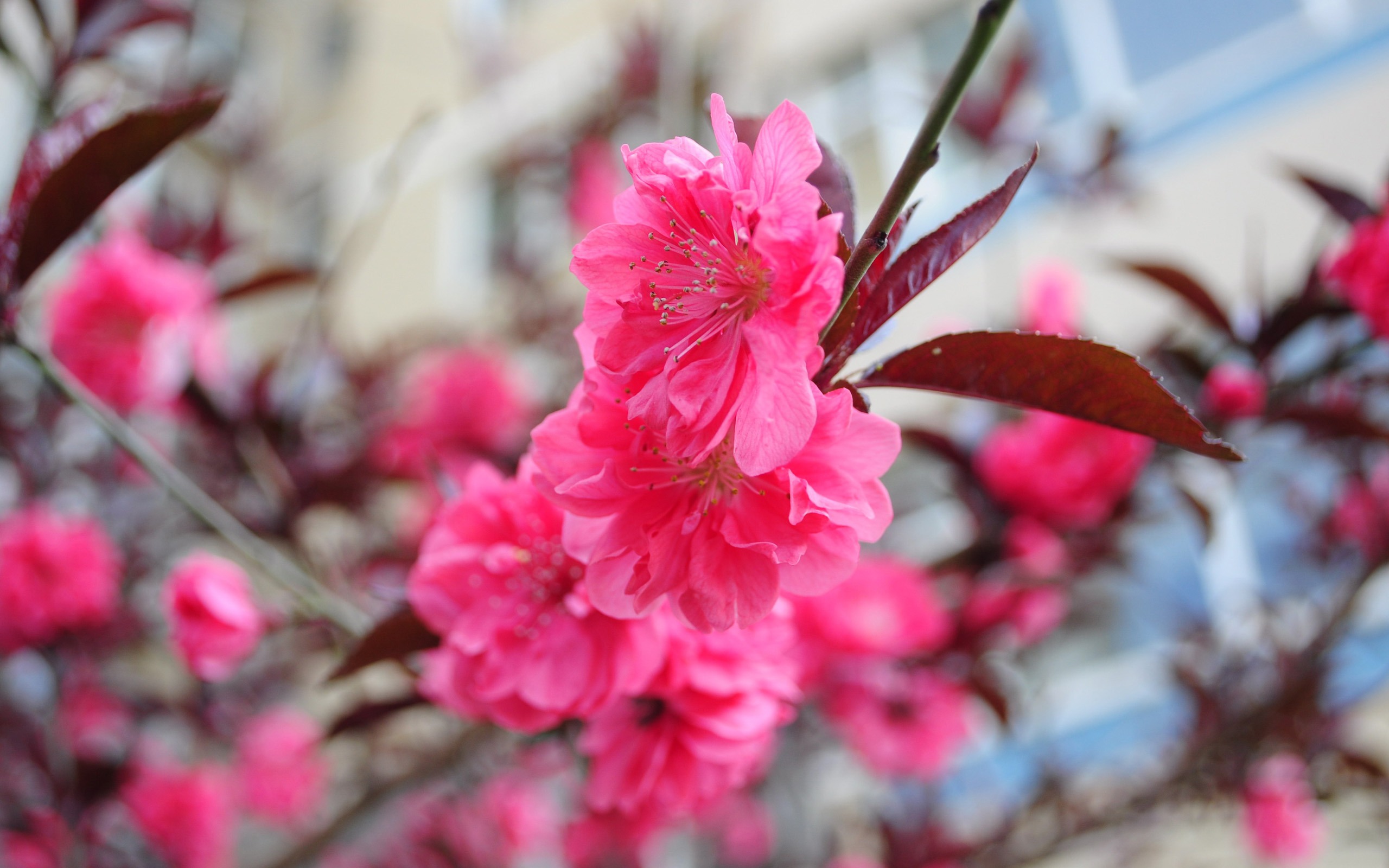花のHD写真コレクション (2) #11 - 2560x1600