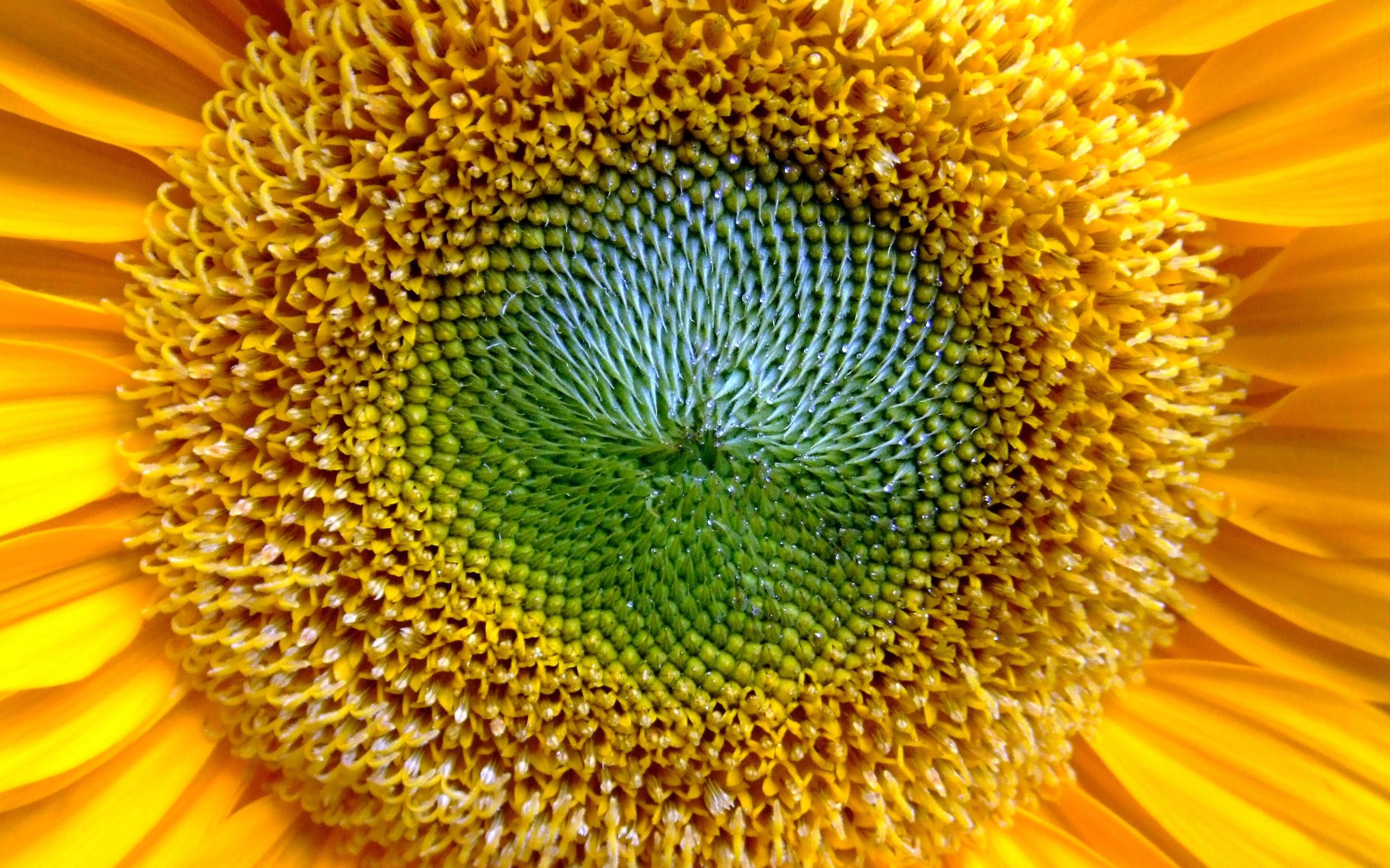 超大鮮花綠葉特寫 壁紙(一) #1 - 2560x1600