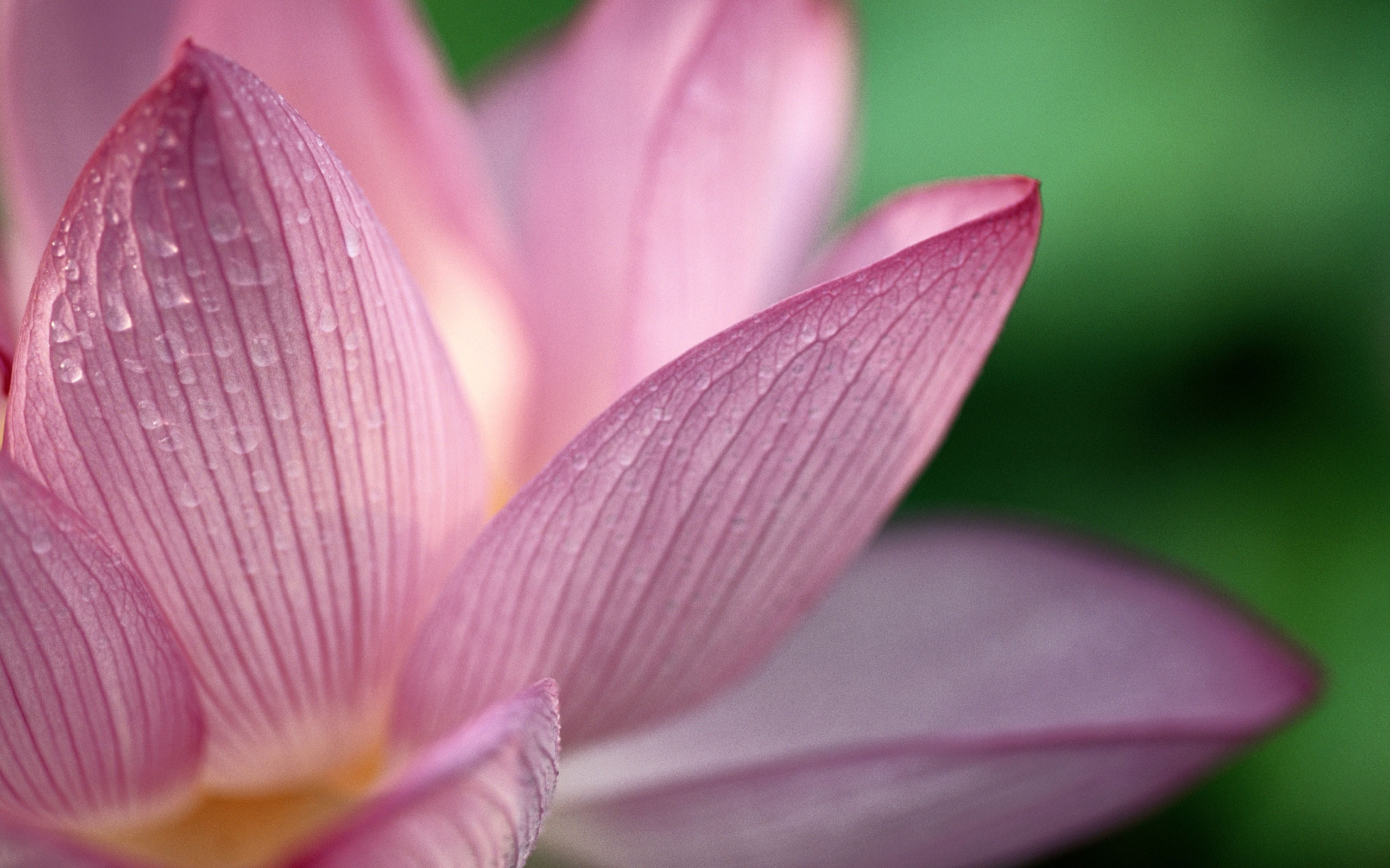 Large green leaves close-up flower wallpaper (1) #7 - 2560x1600