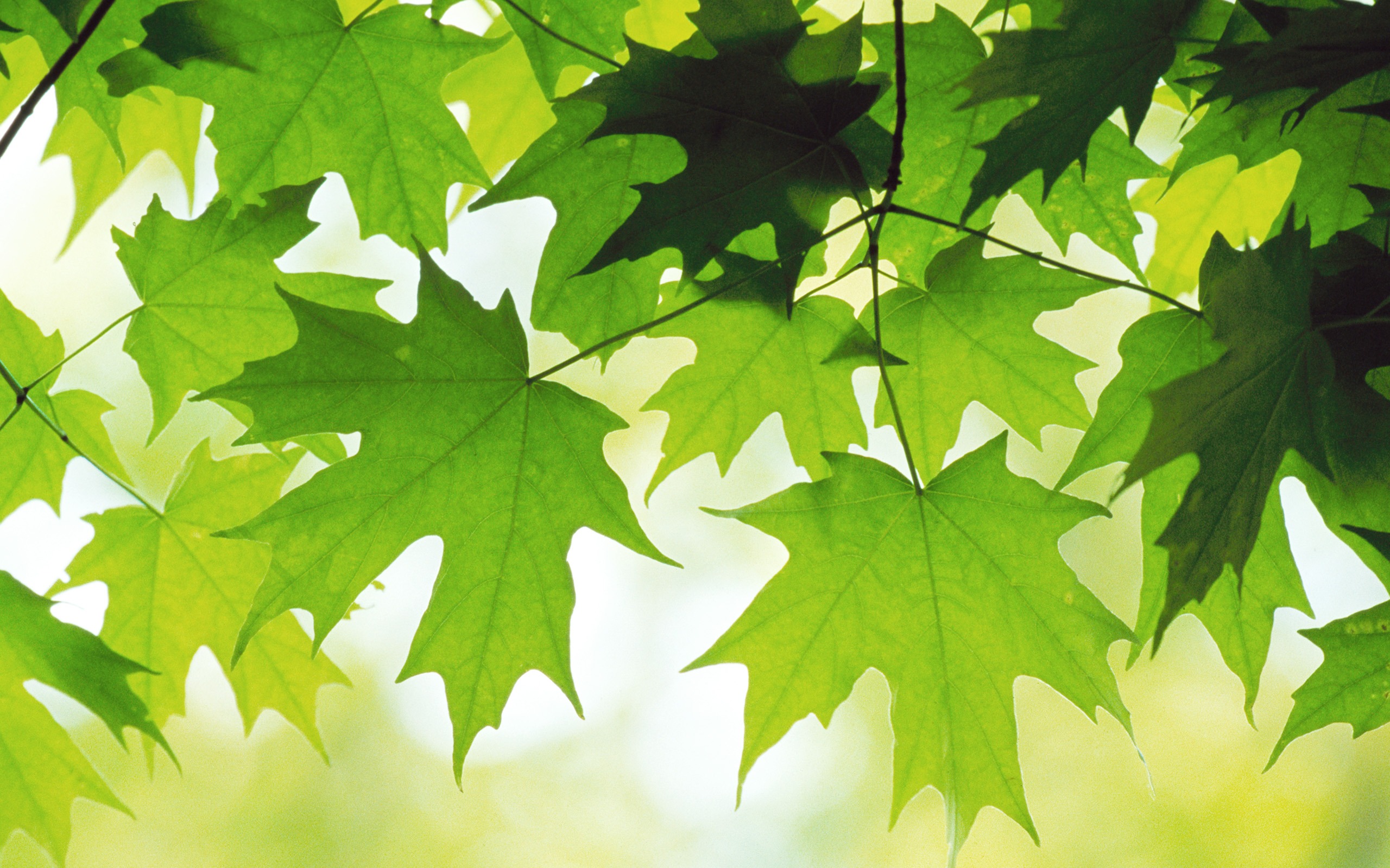 Large green leaves close-up flower wallpaper (2) #1 - 2560x1600