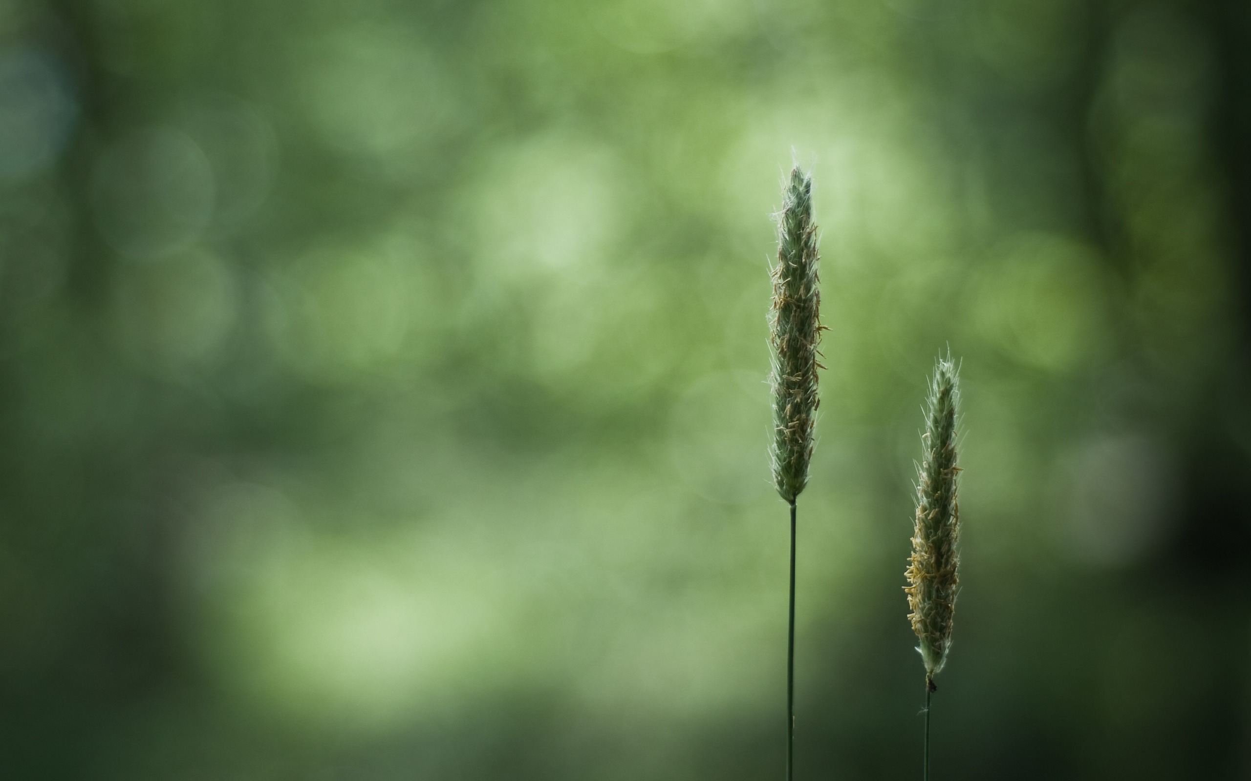 超大鮮花綠葉特寫 壁紙(二) #2 - 2560x1600