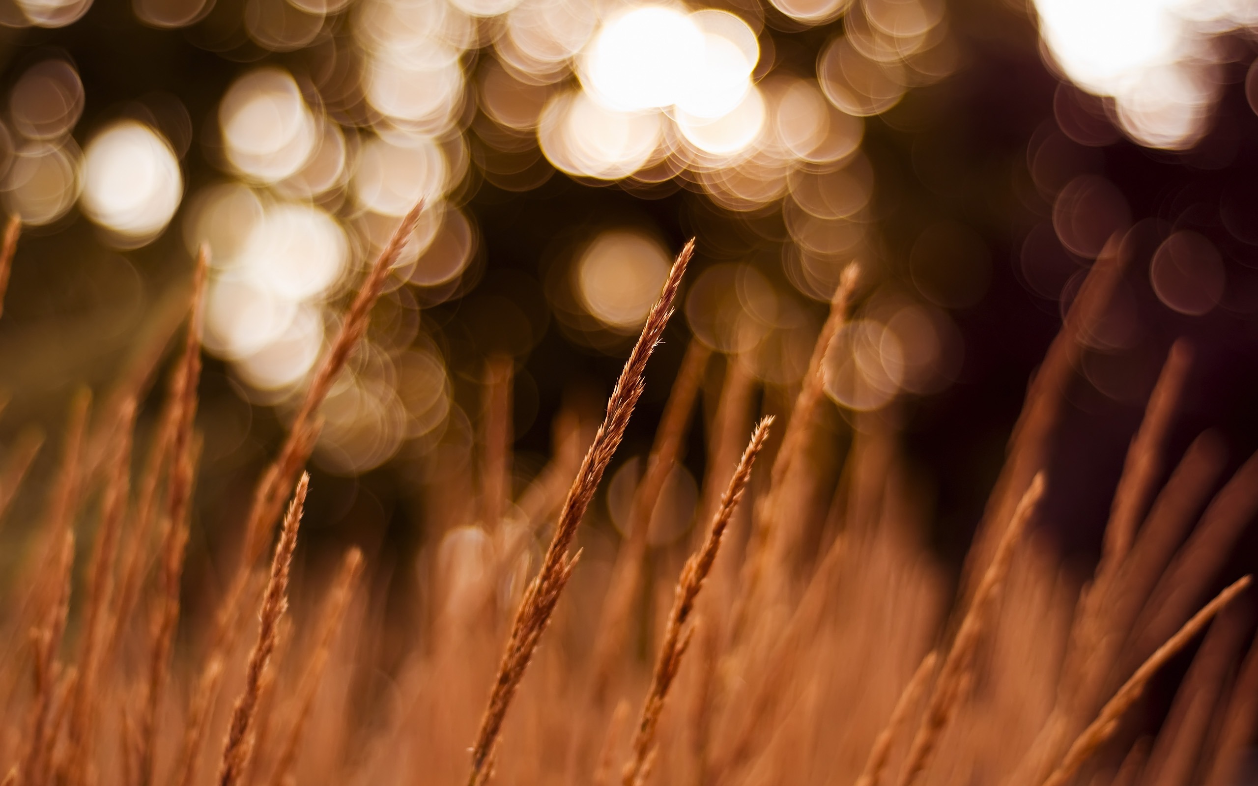 超大鲜花绿叶特写 壁纸(二)6 - 2560x1600