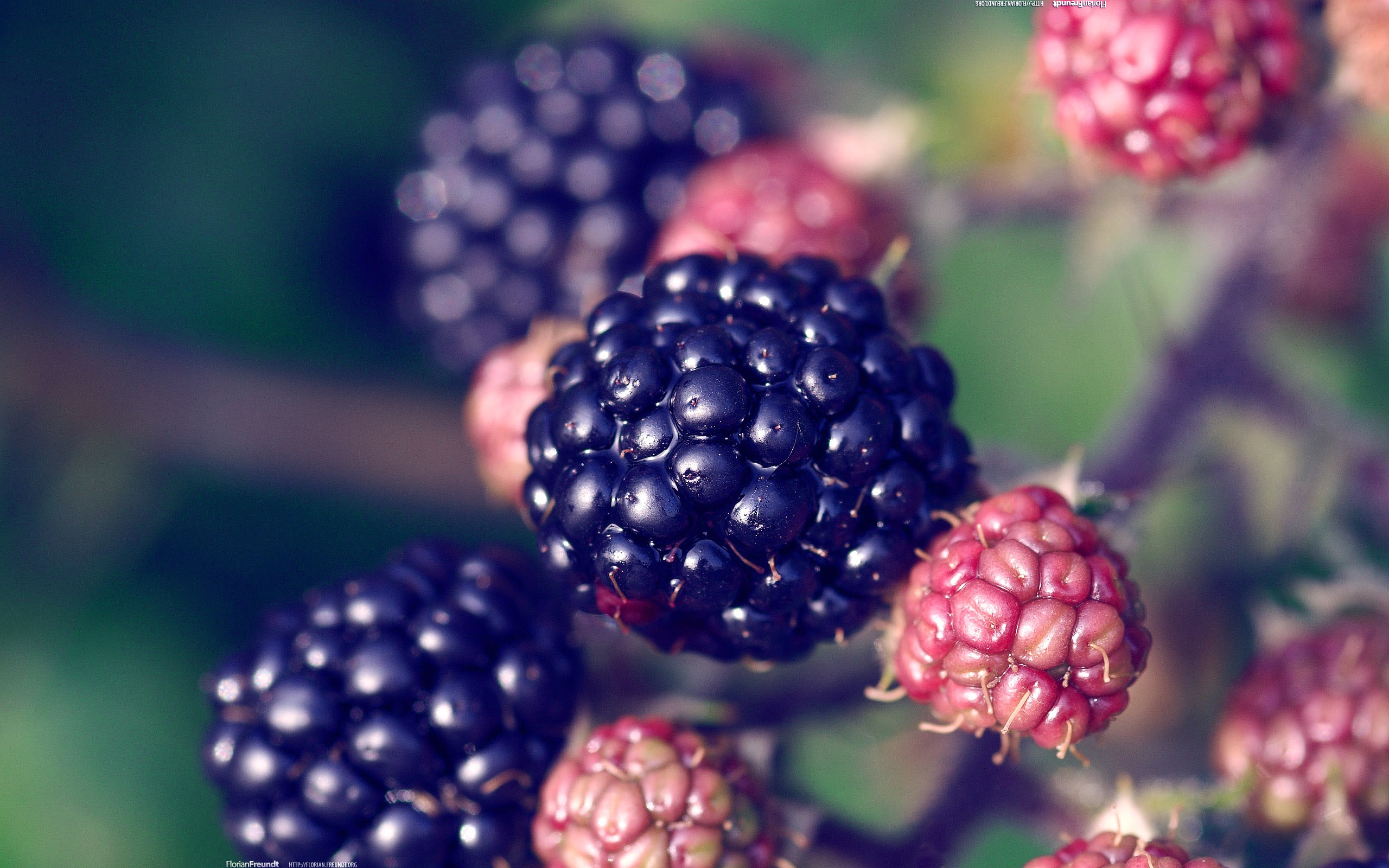 超大鮮花綠葉特寫 壁紙(二) #10 - 2560x1600