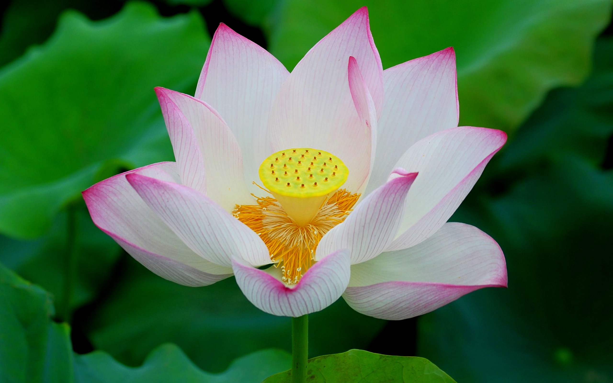 Shengruxiahua（Pretty in Pinkで526エントリ） #12 - 2560x1600