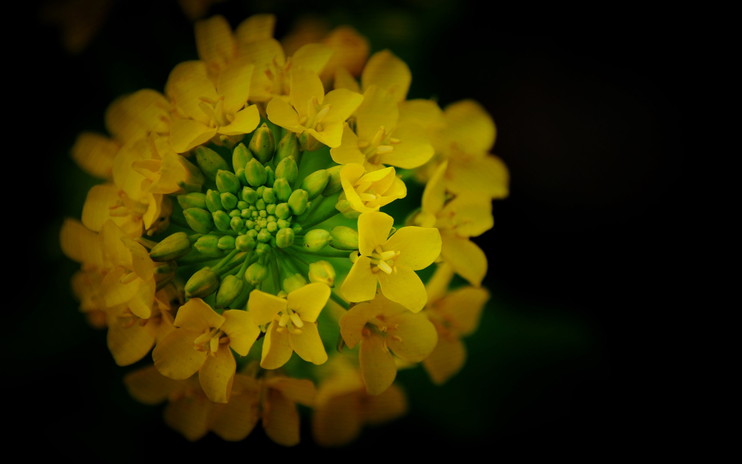 那些花兒 (紅粉佳人526作品) #1 - 2560x1600