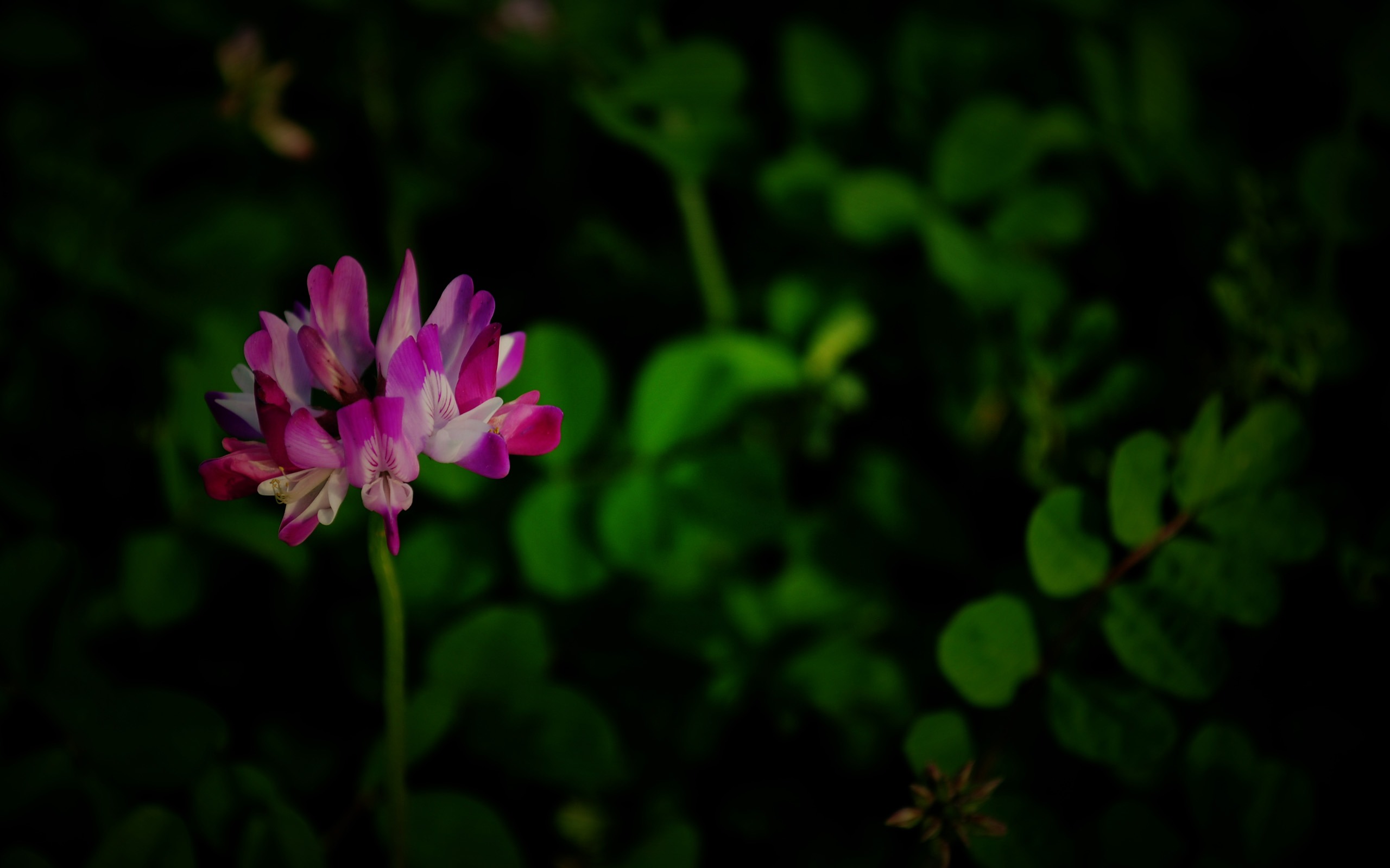 これらの花（Pretty in Pinkで526エントリ） #4 - 2560x1600