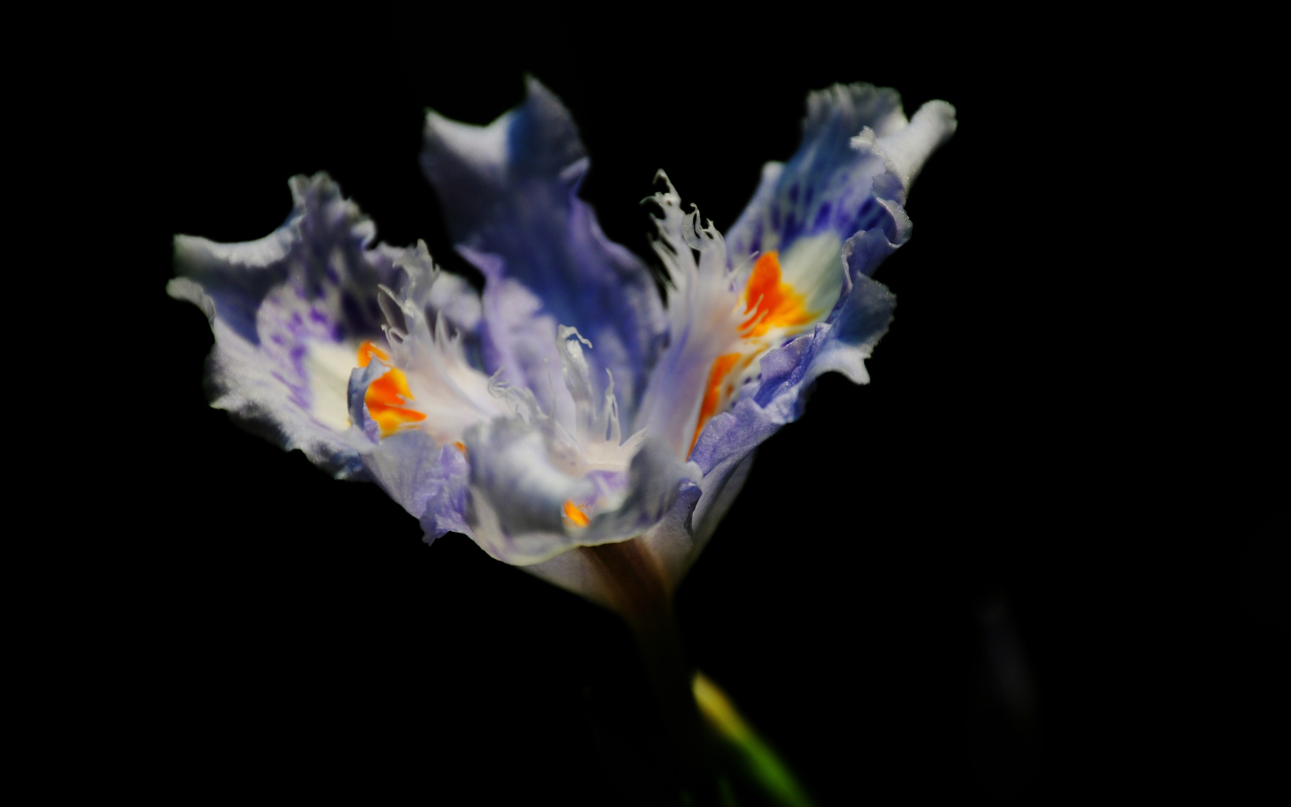 那些花兒 (紅粉佳人526作品) #8 - 2560x1600