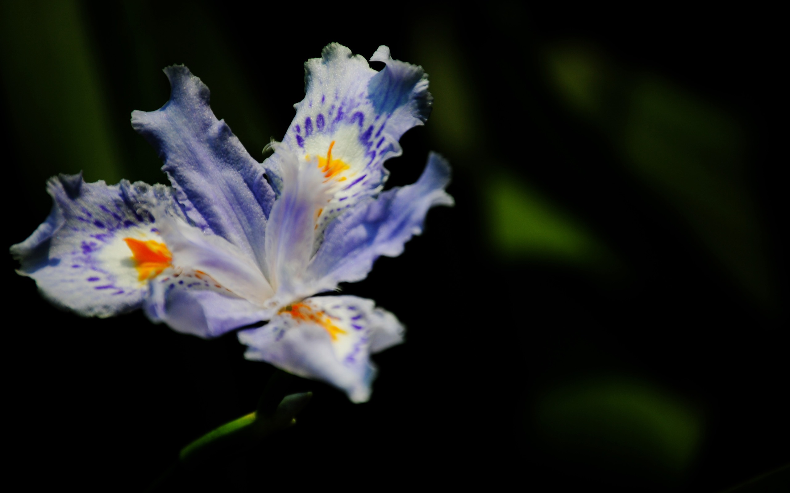 那些花兒 (紅粉佳人526作品) #9 - 2560x1600