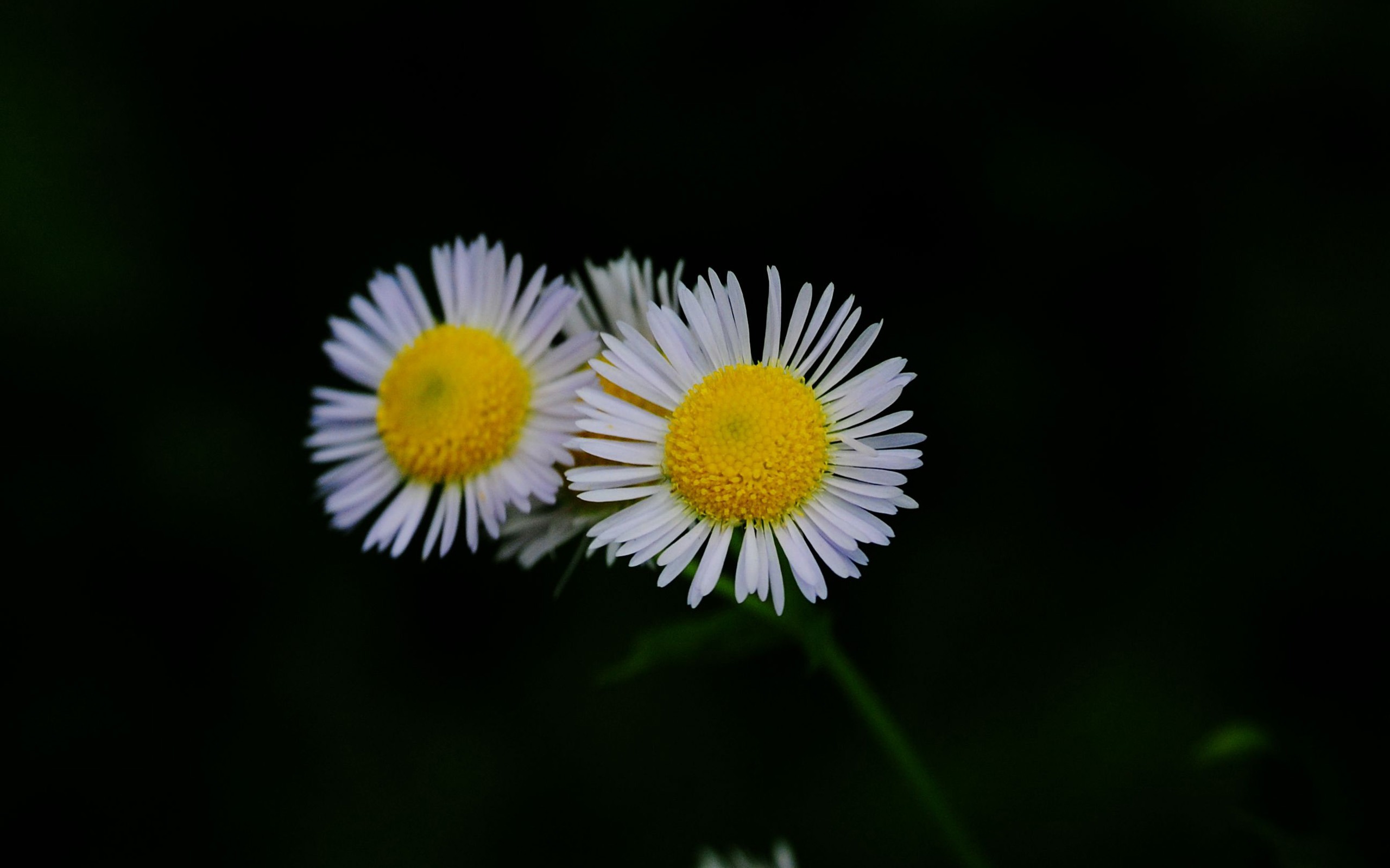 Flowers macro (Pretty in Pink 526 entries) #11 - 2560x1600