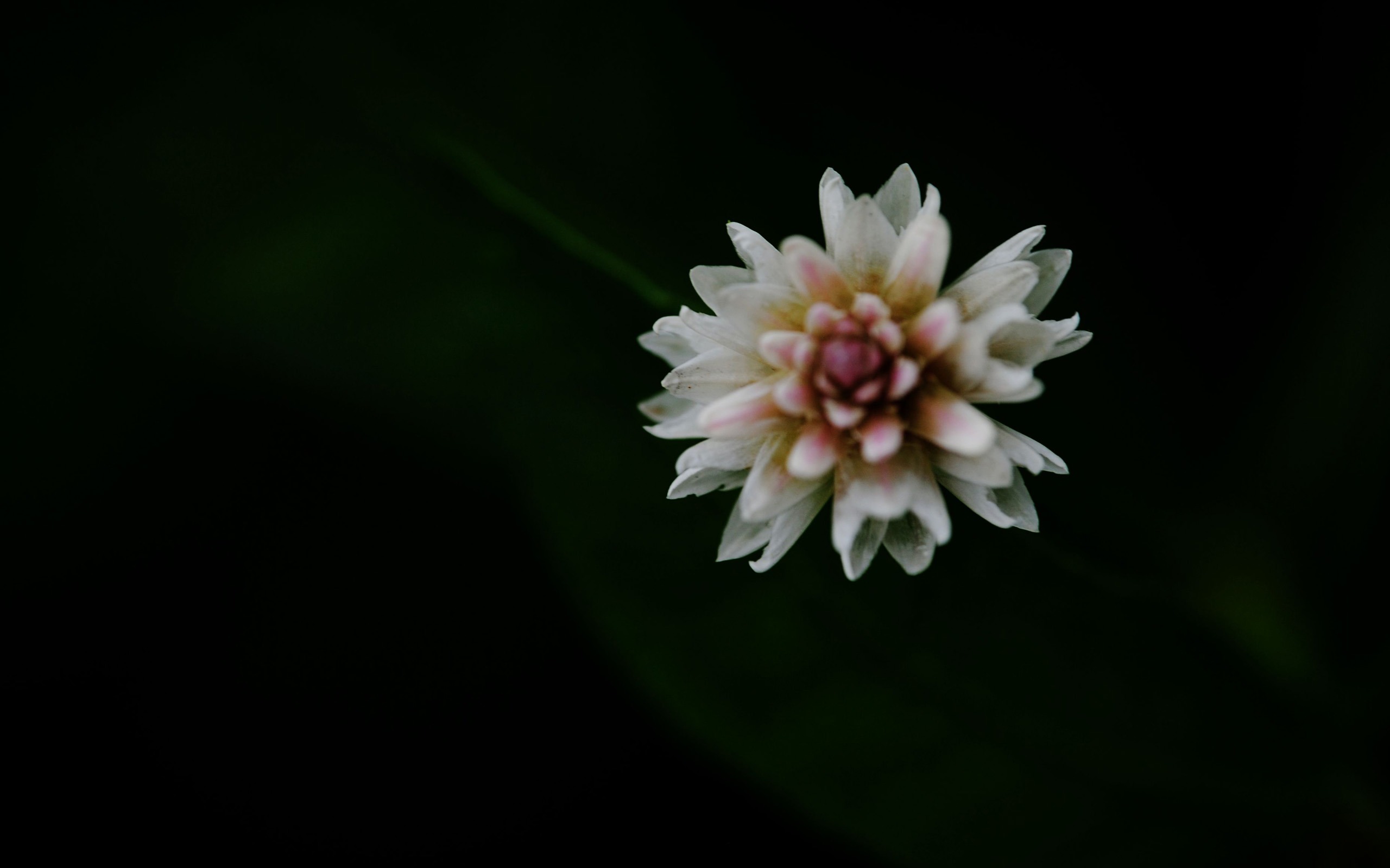 Flowers macro (Pretty in Pink 526 entries) #17 - 2560x1600